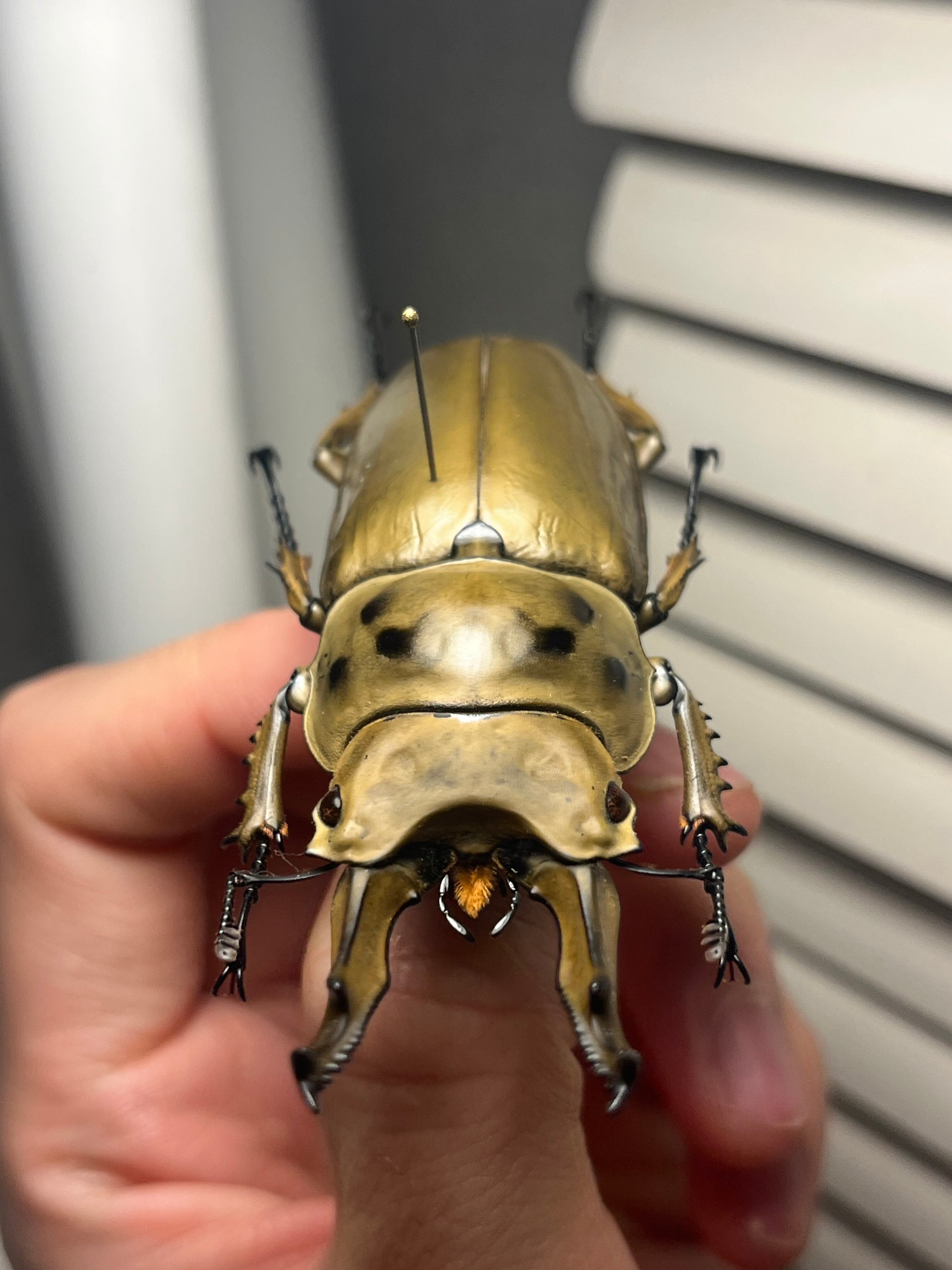75mm】モセリオウゴンオニクワガタ Allotopus moellenkampi moseri