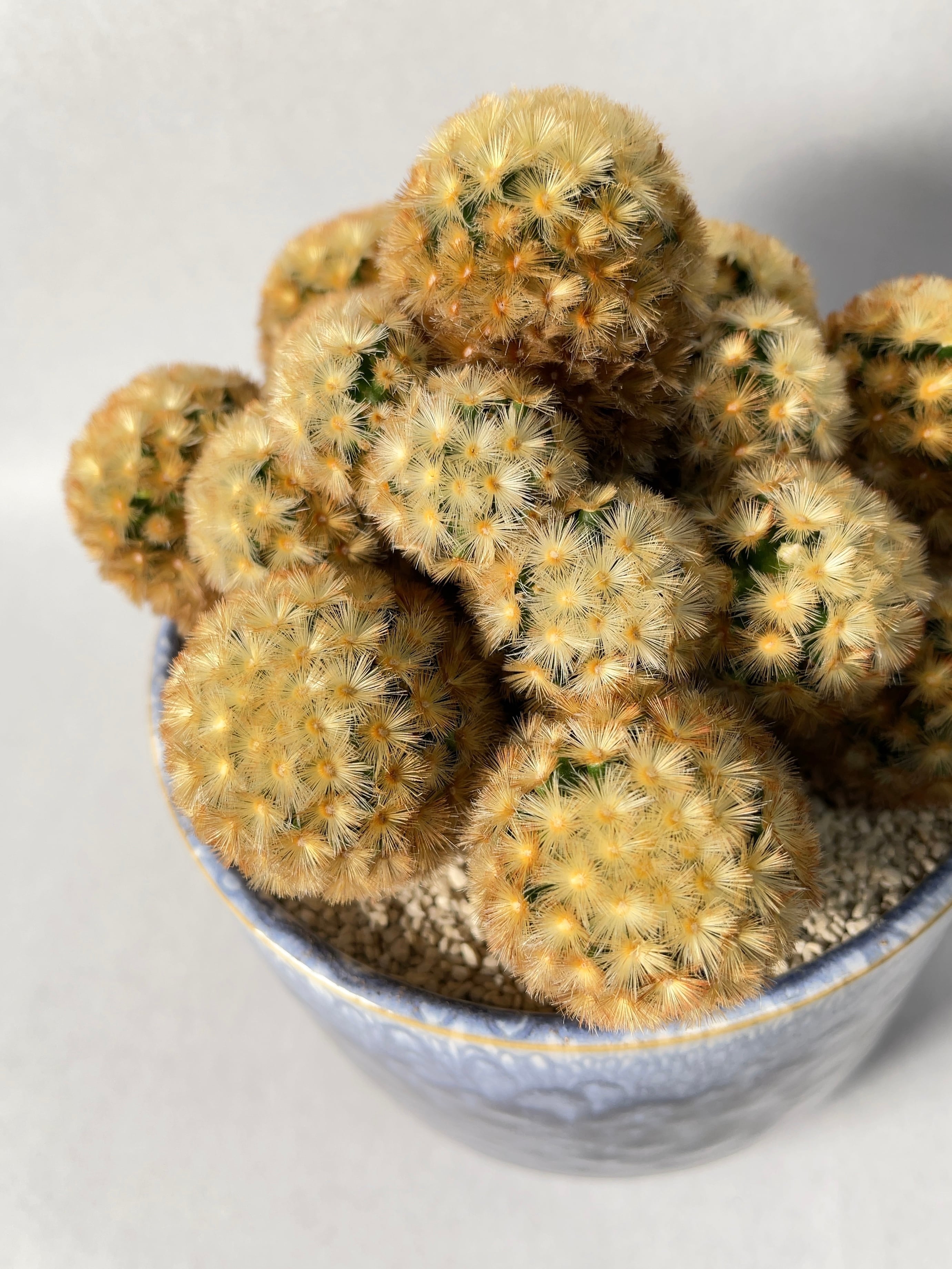 カルメナエ 大株 マミラリア マミラリア カルメナエ 綴化】奇形のフワフワさつま揚げ｜Az