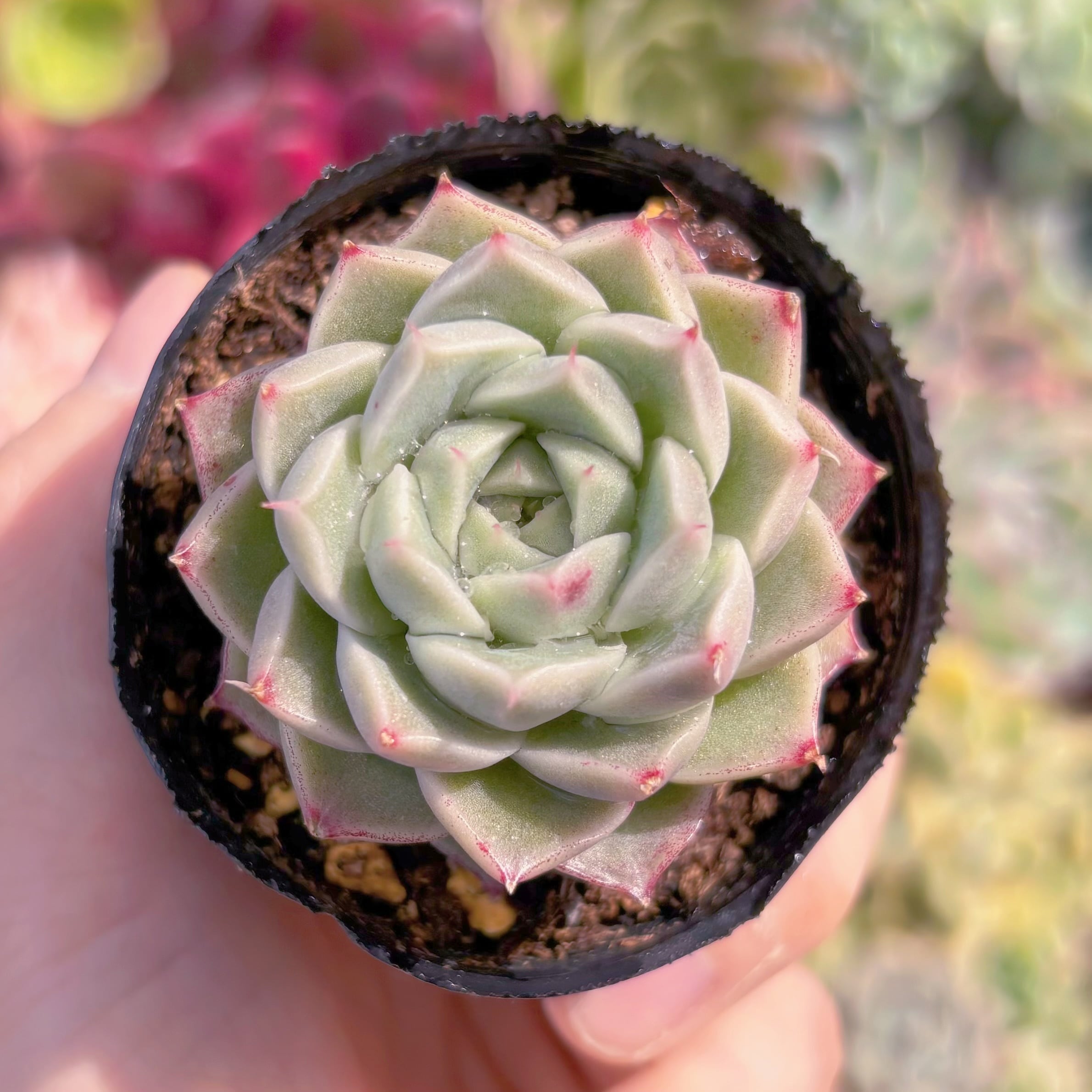 現品　ラインクィーン#D18　るる農園