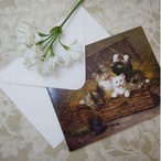 輸入カード封筒付き　イギリス　cat