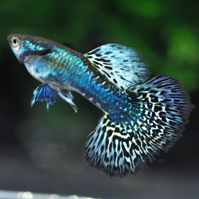 プラチナブルードラゴン　1ペア