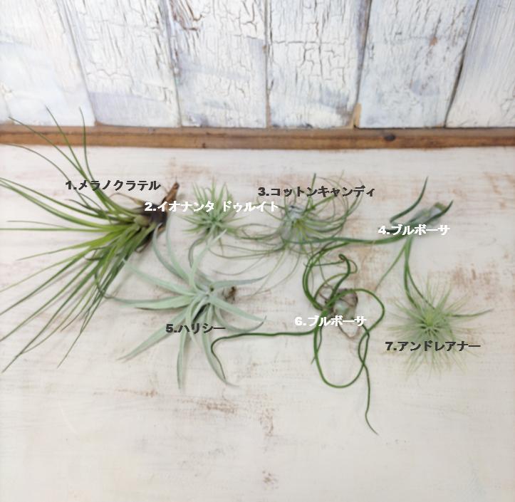 エアプランツ アイアンスタンド 観葉植物 | 陽華園