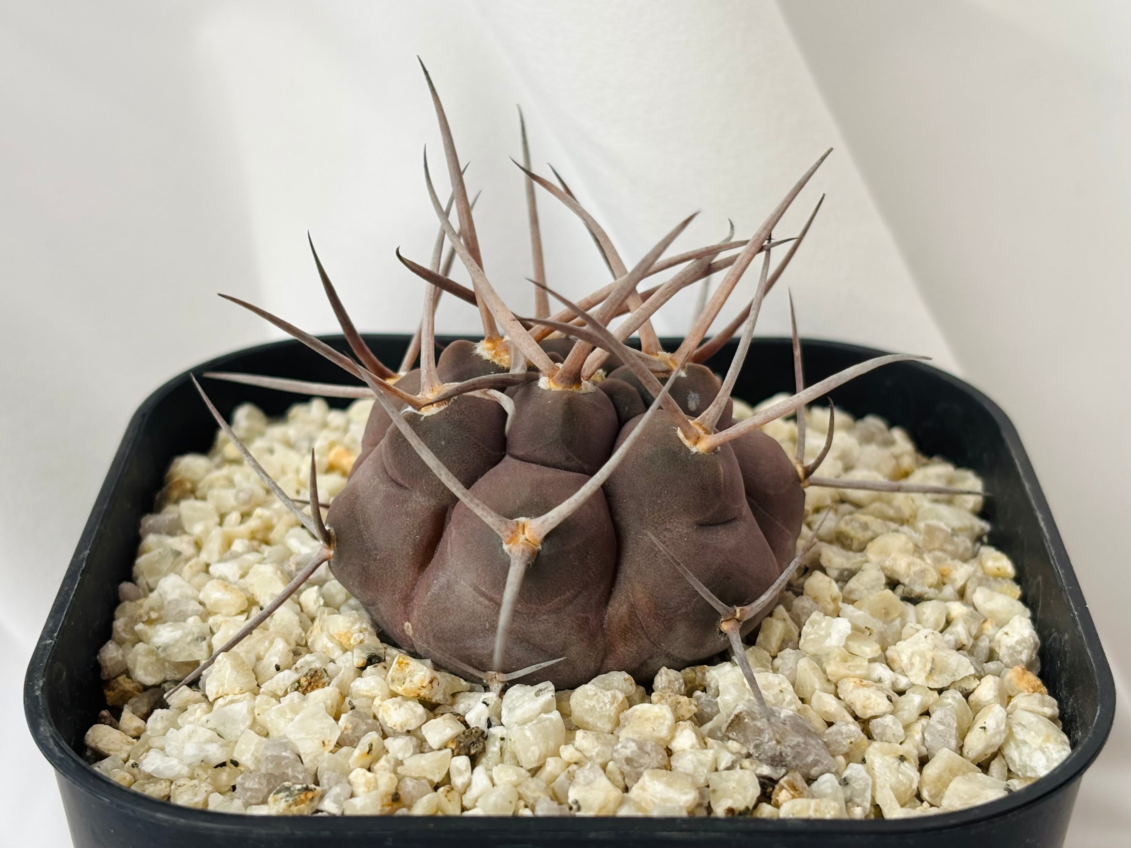 Gymnocalycium mazanense ギムノカリキウム 守金魔天竜 サボテン