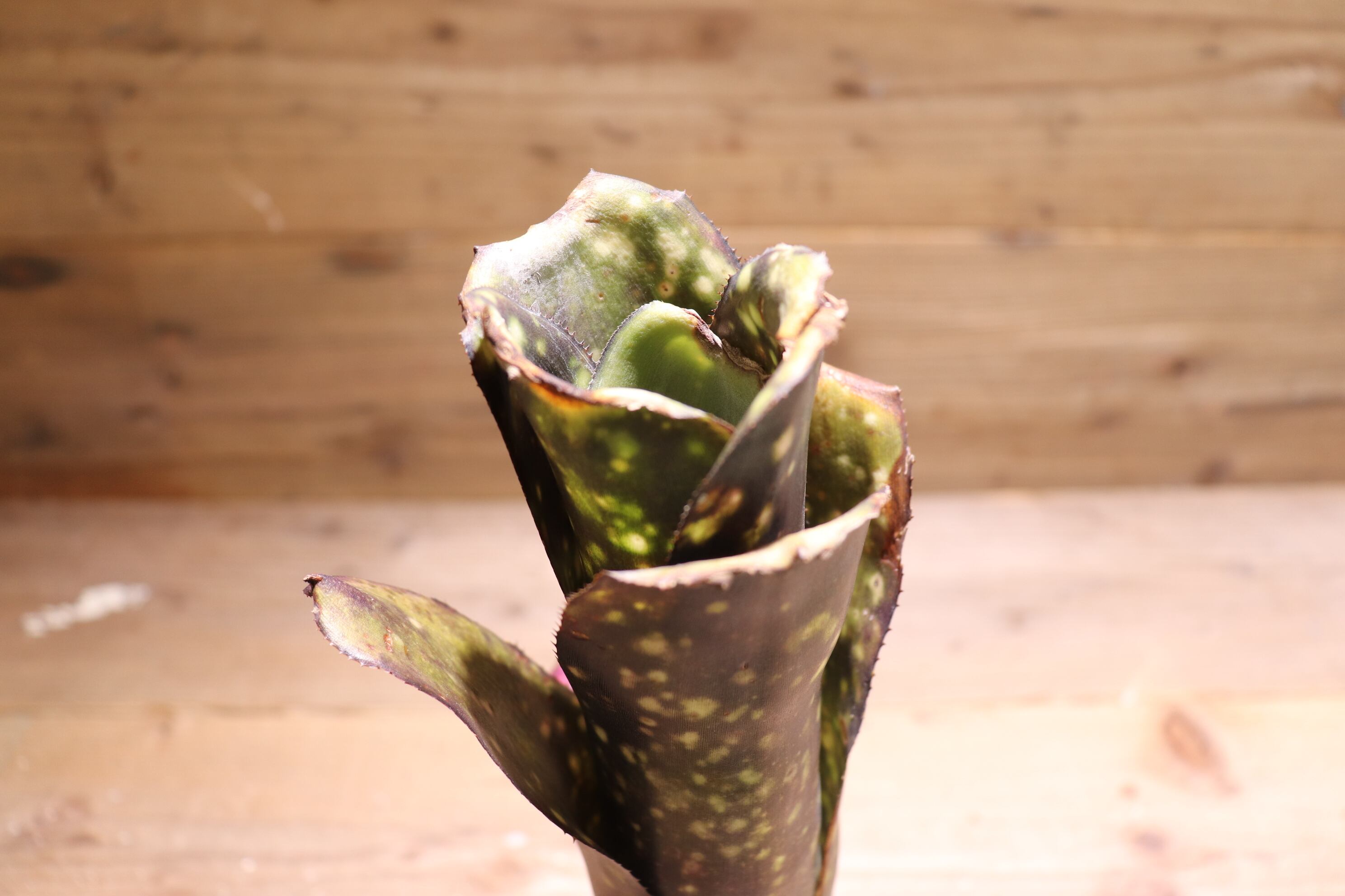 送料無料】Billbergia 'El Zorro'〔ビルベルギア〕現品発送B0057