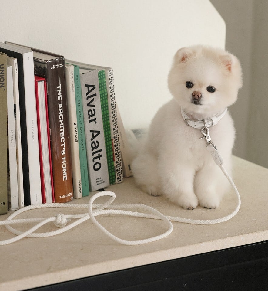 即納【stroll】Rope Leash Slim (White)