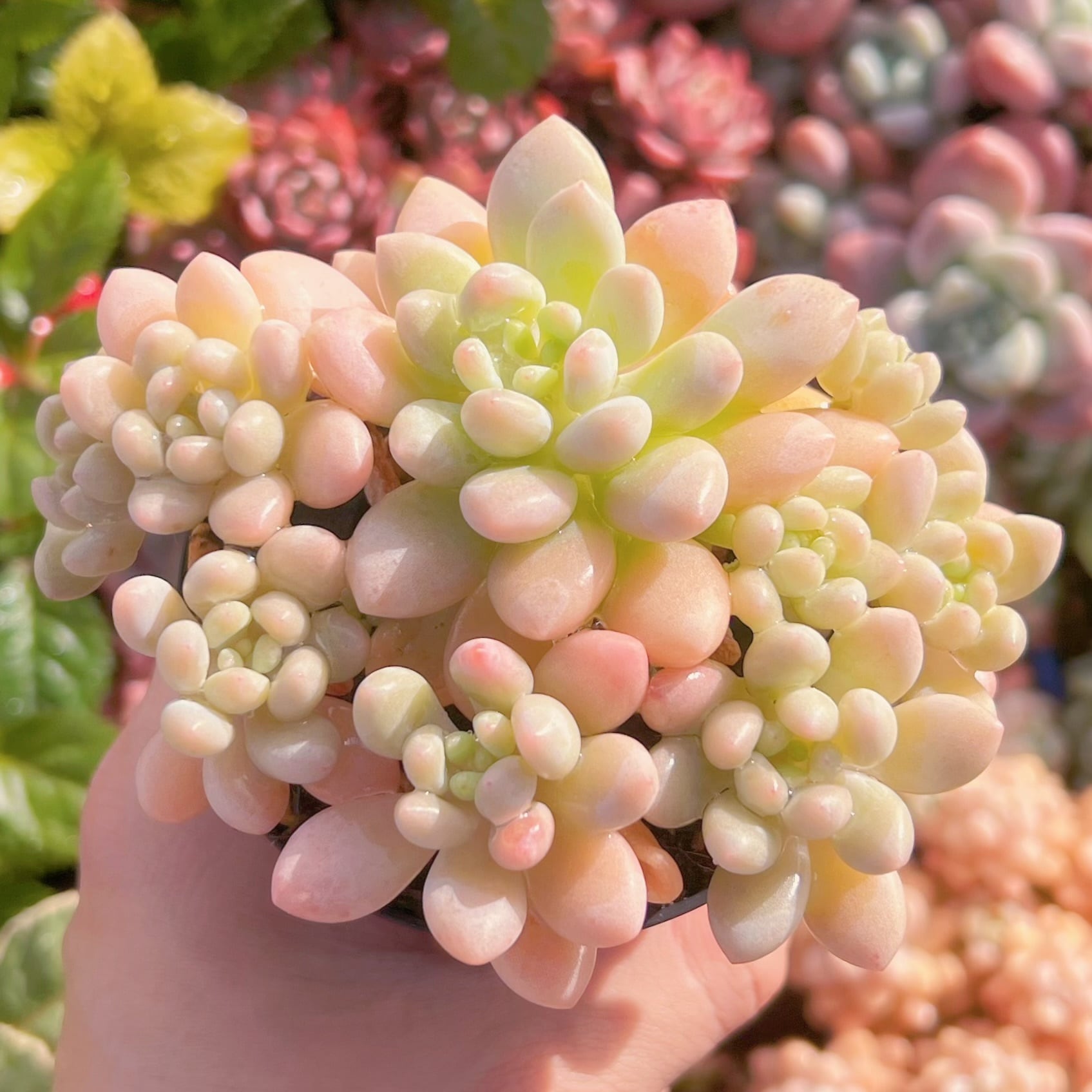 現品　Daphne x ロココ#611　群生　るる農園