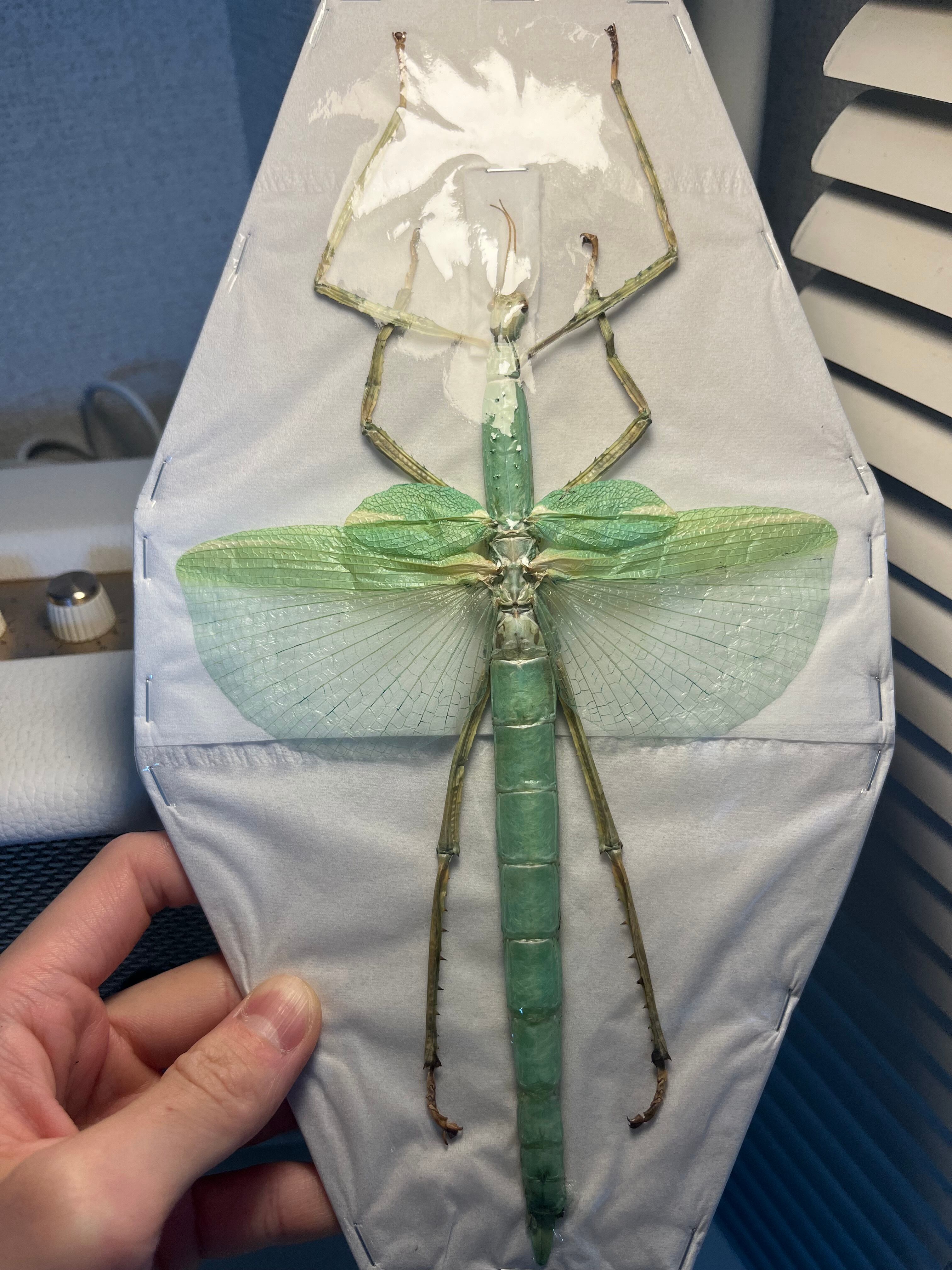 直翅類 | オモニキチュウ