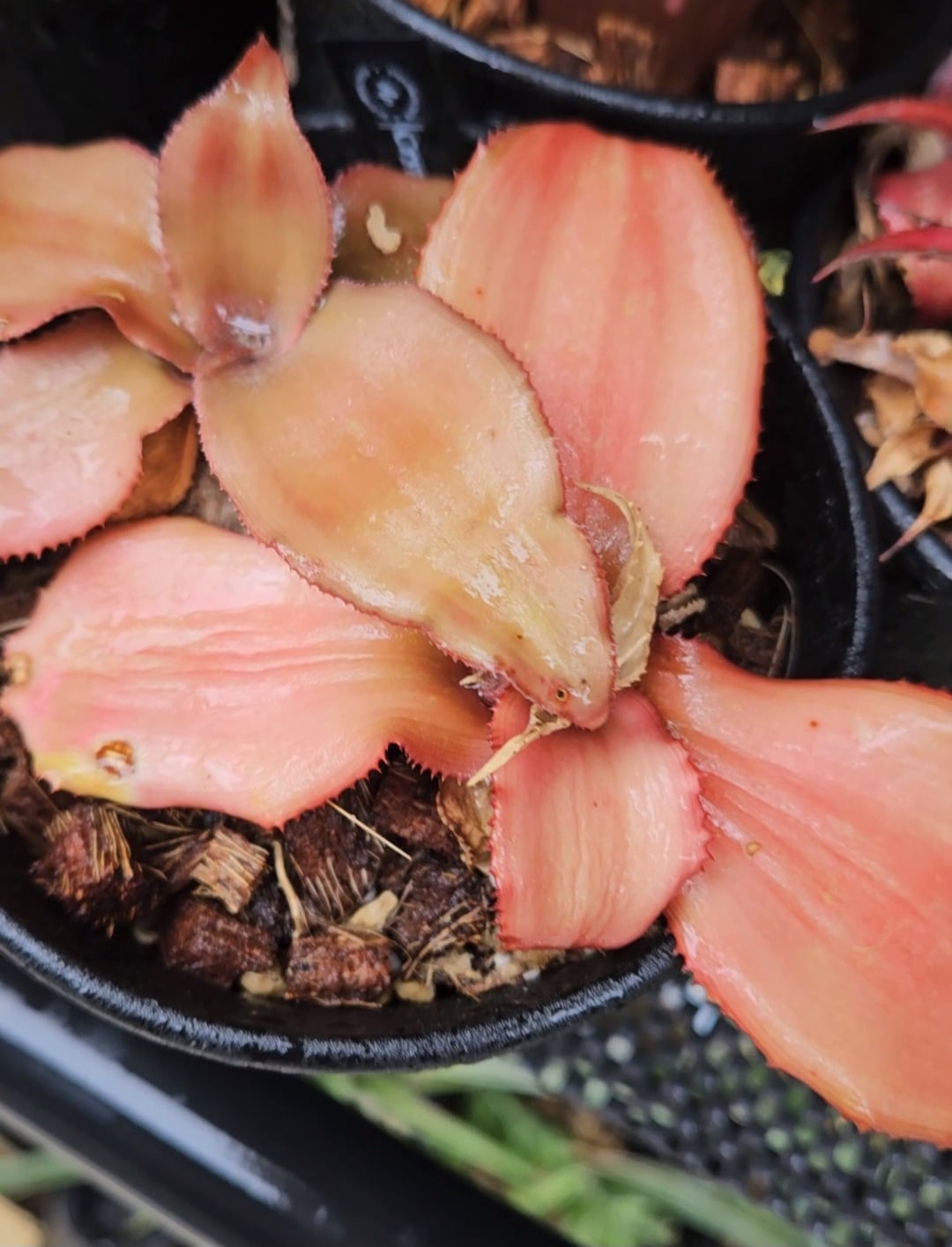 Cryptanthus argyrophyllus 【artPLANTs】クリプタンサス/ブロメリア