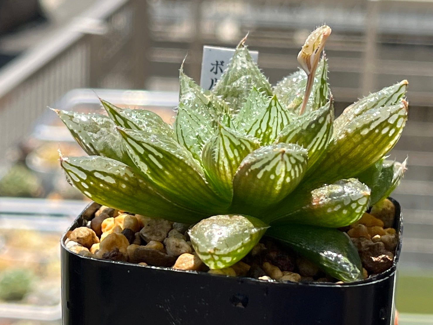 多肉植物《らくらくメルカリ便発送♪》ハオルチア・特丸葉 多肉植物《らくらくメルカリ便発送♪》ハオルチア・特丸葉