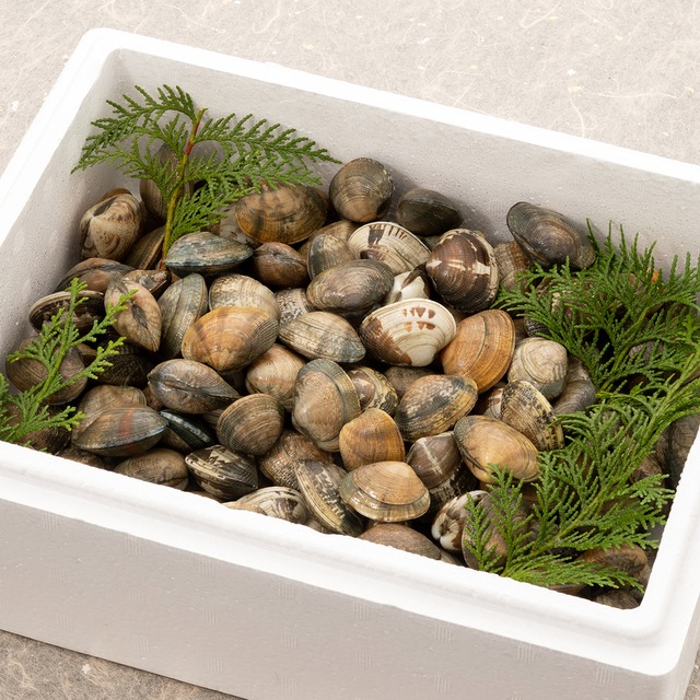 2026年2月3日（火）発送【さりひめ】完全国産 活あさり2kg