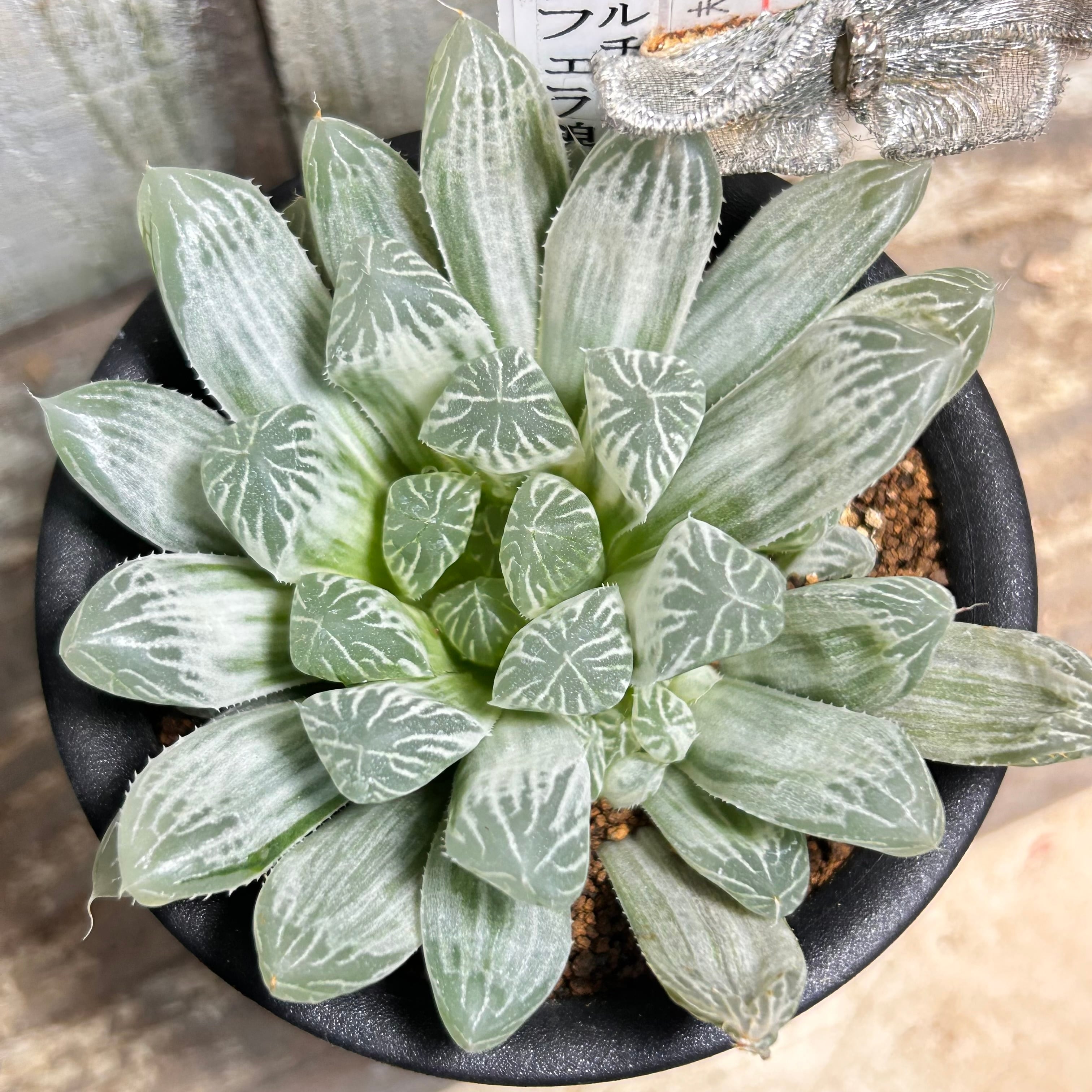 錦 | RuPo 多肉植物専門店