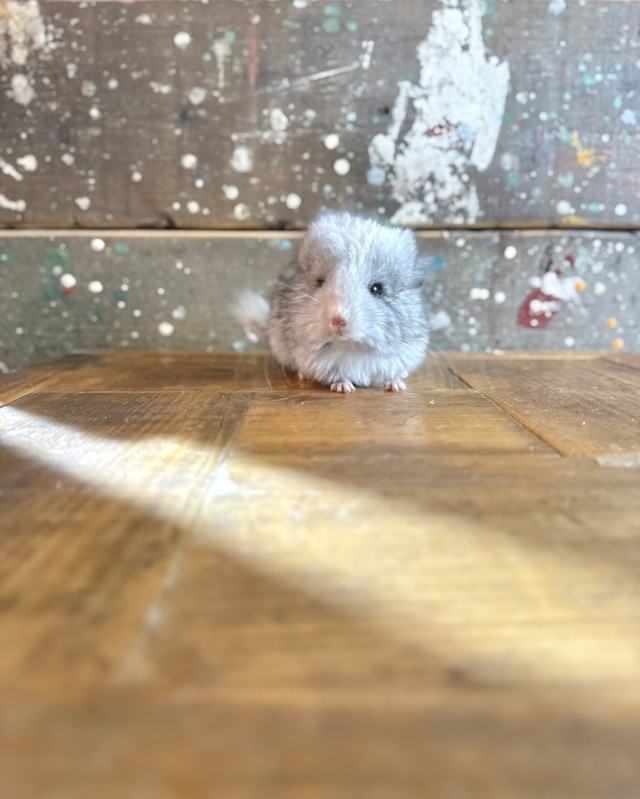 アンゴラ・シルバーモザイク・ホワイトテール①