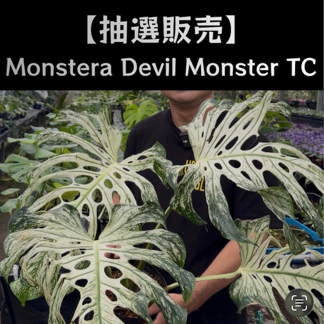 【抽選販売】【UJ】モンステラ　デビルモンスターTC苗（限定6）