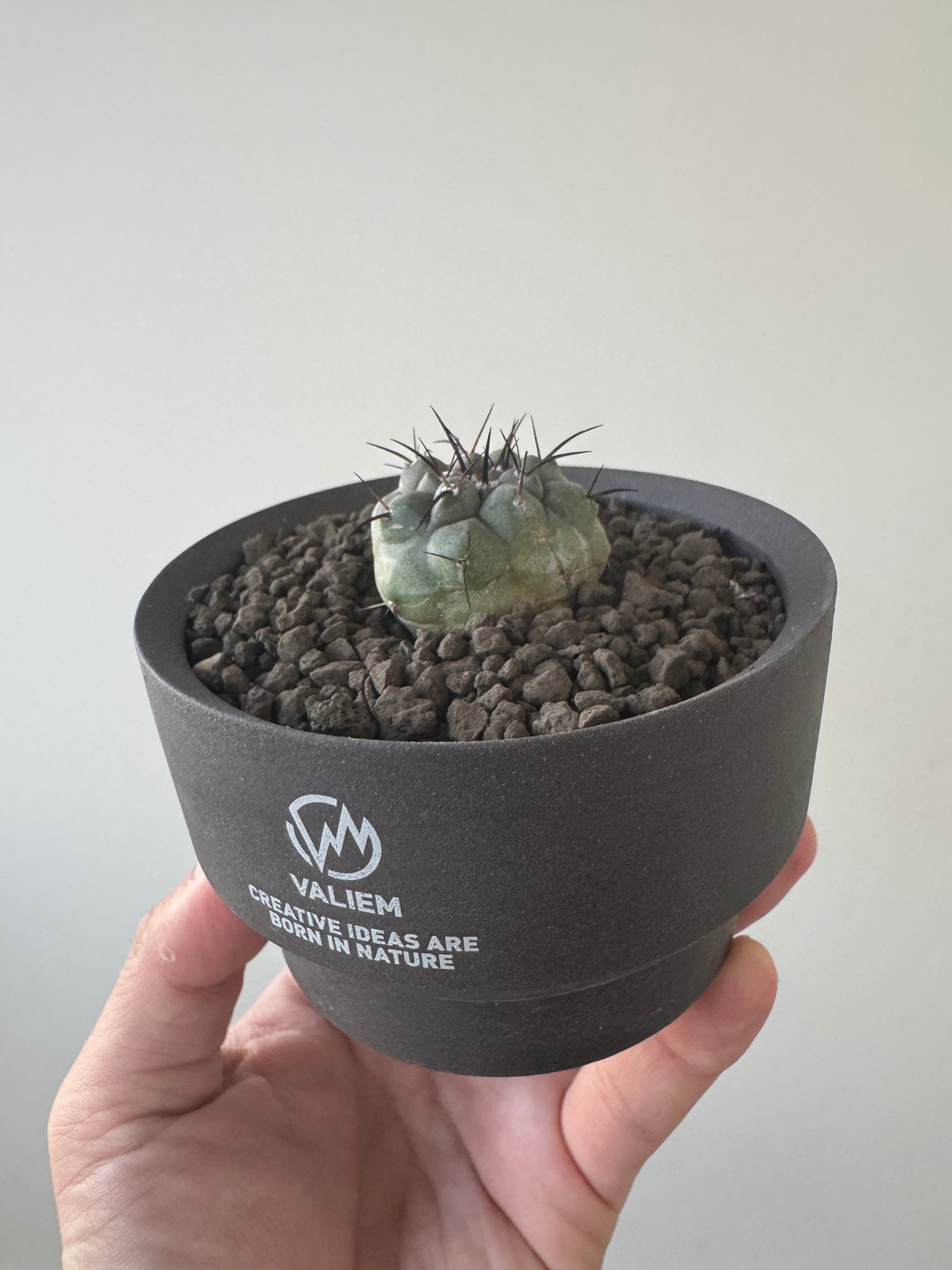 新着】Copiapoa cinerea × VALIEM GHOST【俺の黒王丸】コピアポア