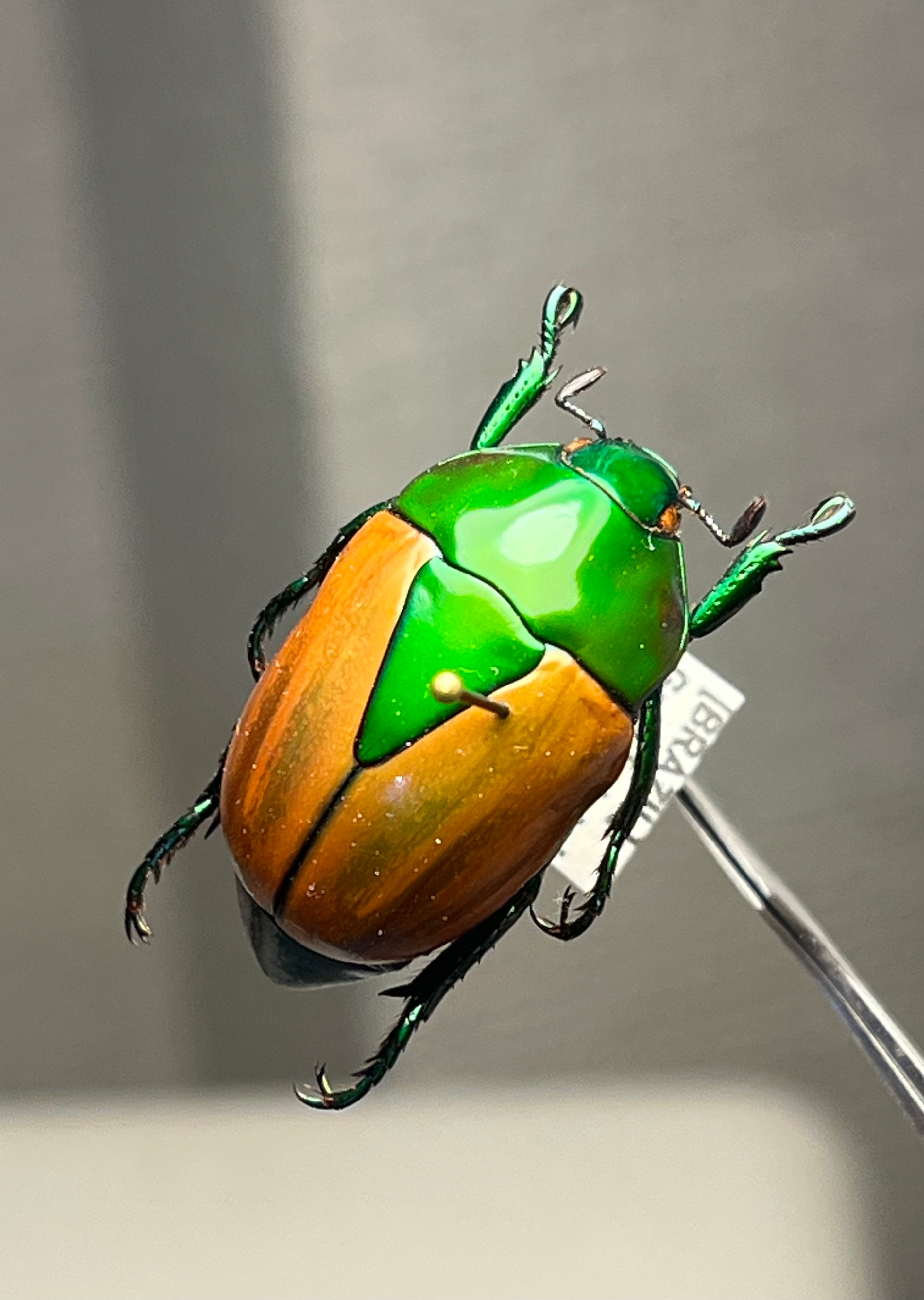 最新作】ボウカルディプラチナコガネ Chrysina boucardi GOLDform 頭が