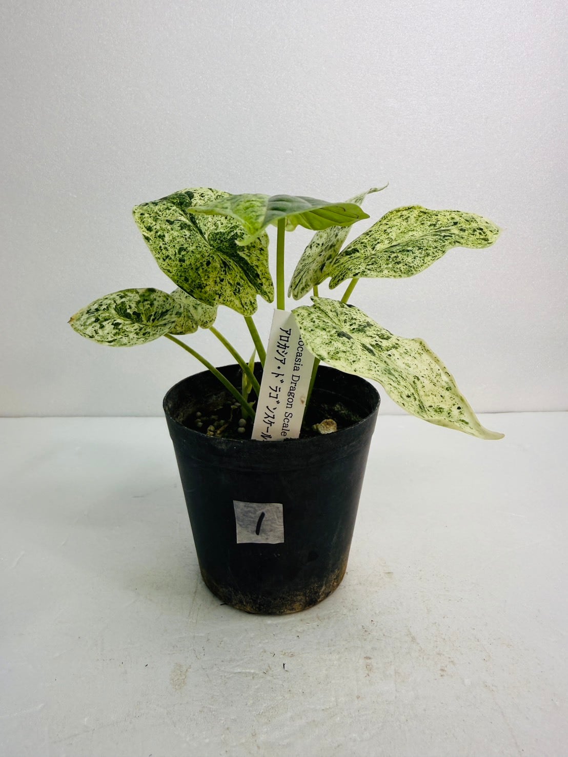 アロカシア・ドラゴンスケールミントバリエガータ 3号 | 観葉植物と