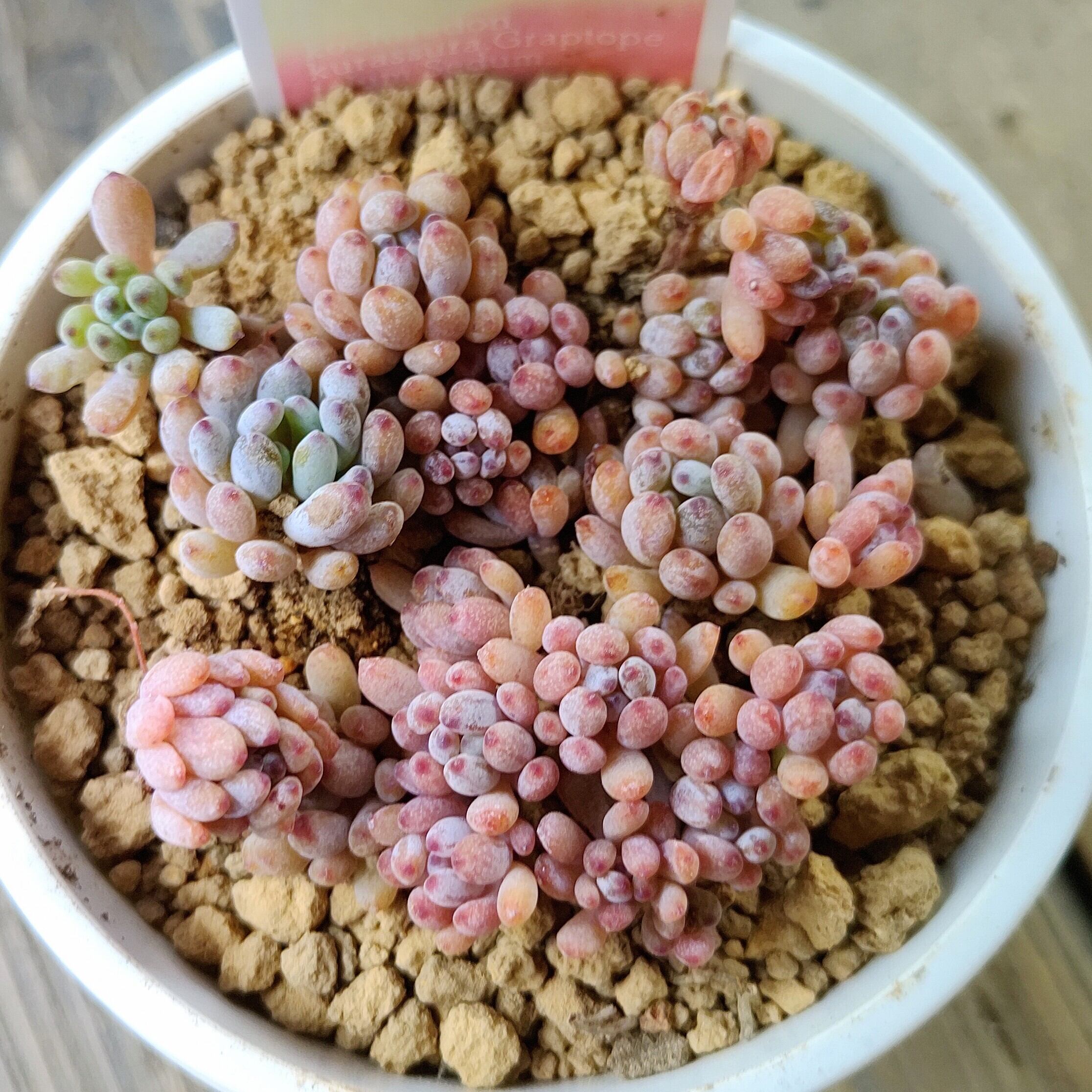 鳳凰法師錦 アエオニウム | RuPo 多肉植物専門店