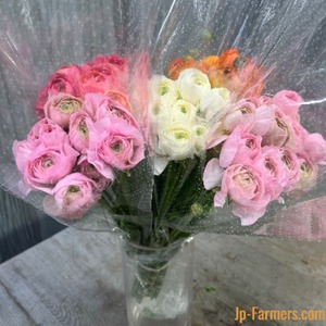 【ウィンターフェア限定品】ラナンキュラスおまかせMIX　30本