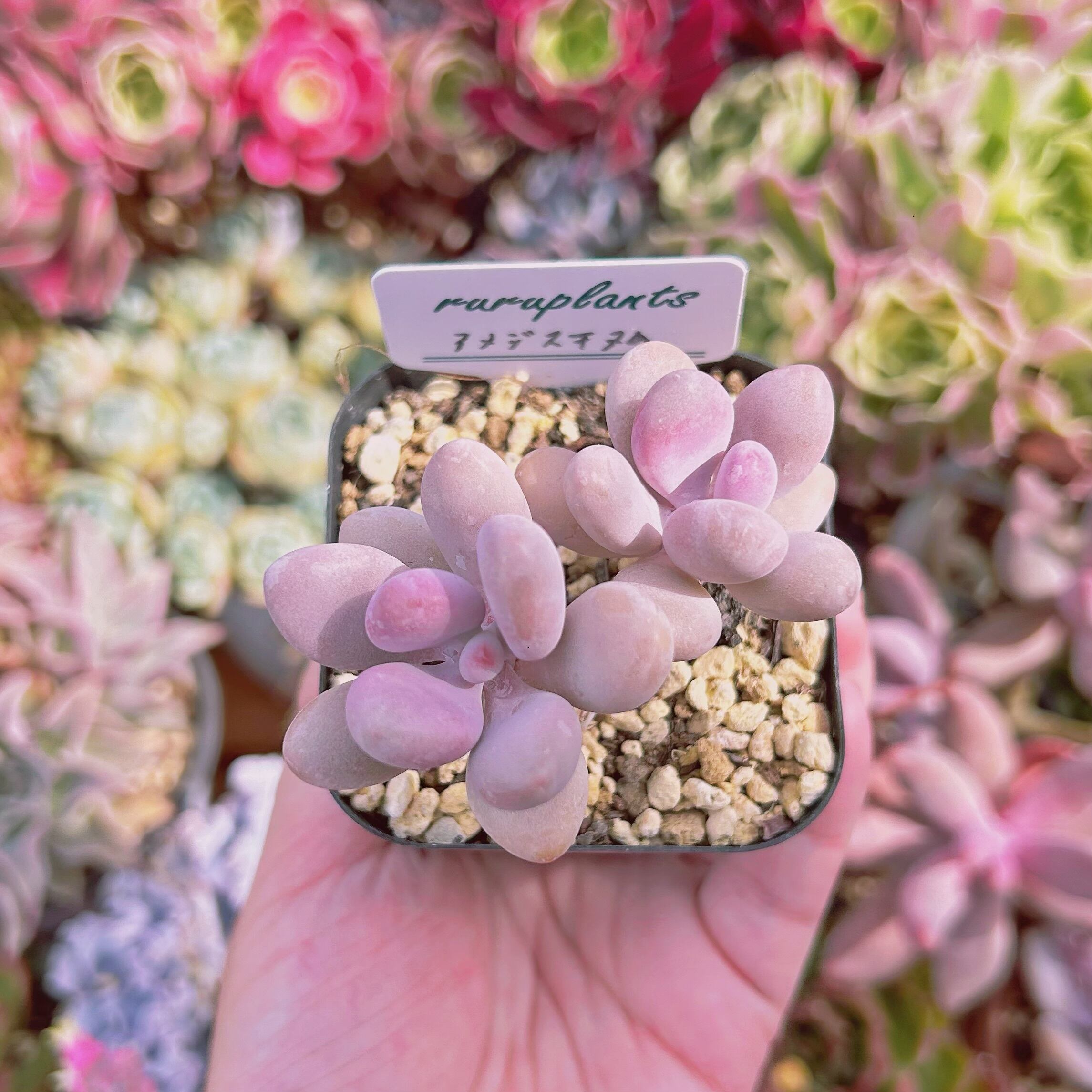 現物　多肉植物  アメジスチヌム　抜き苗