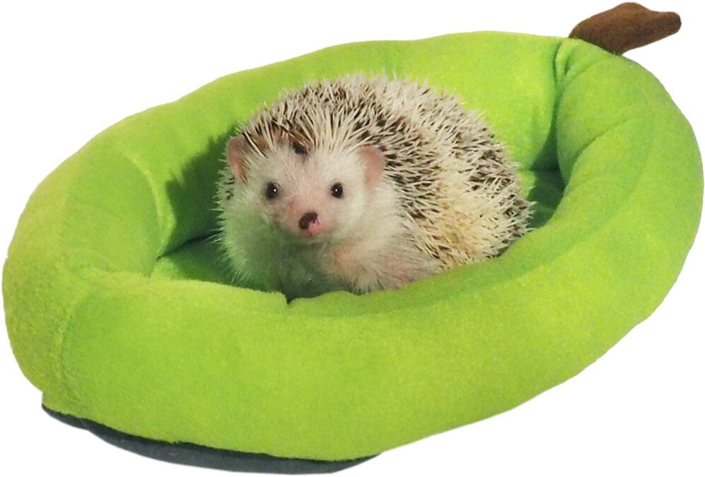 【小動物用品】フルーツベッド パパイヤ