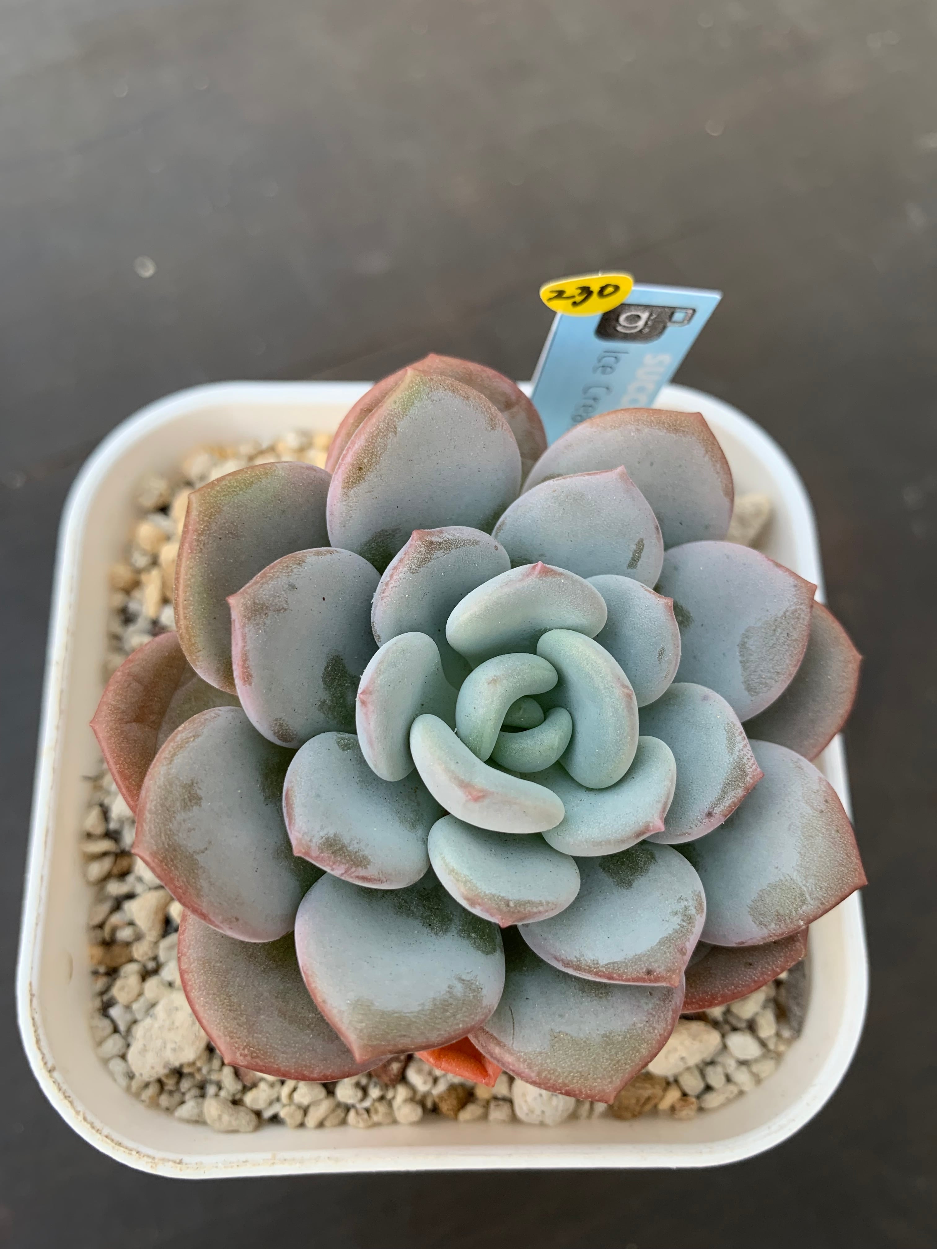 最旬ダウン 多肉植物 抜き苗 クリームビューティ