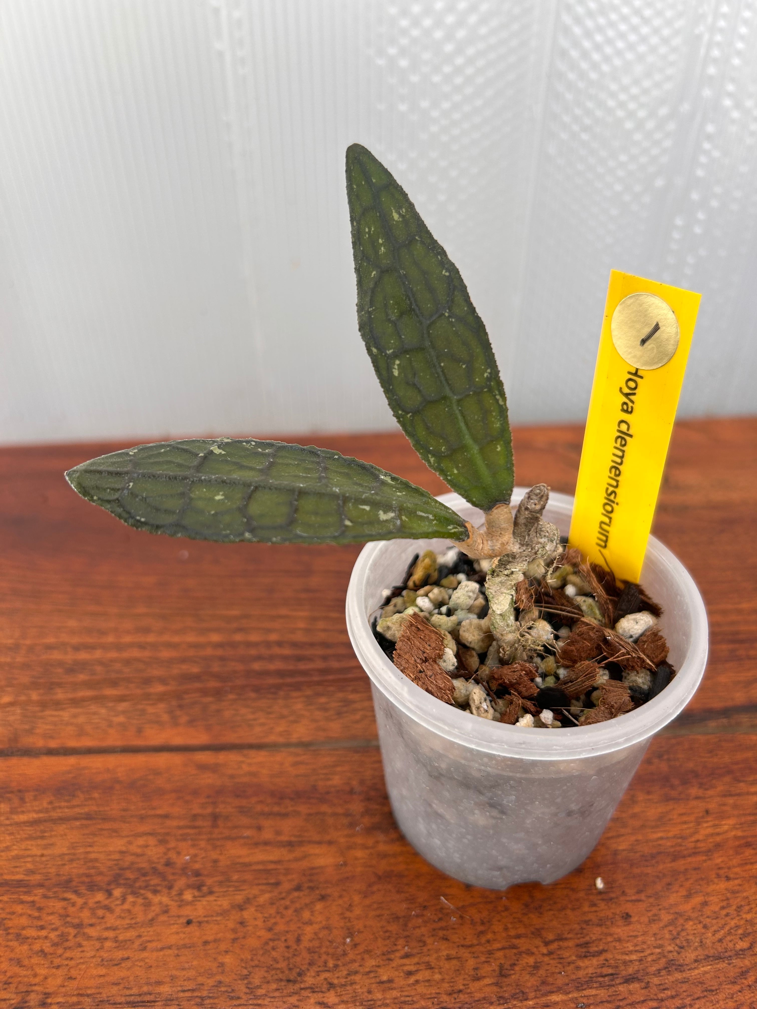 Hoya | BALI-AN 園芸