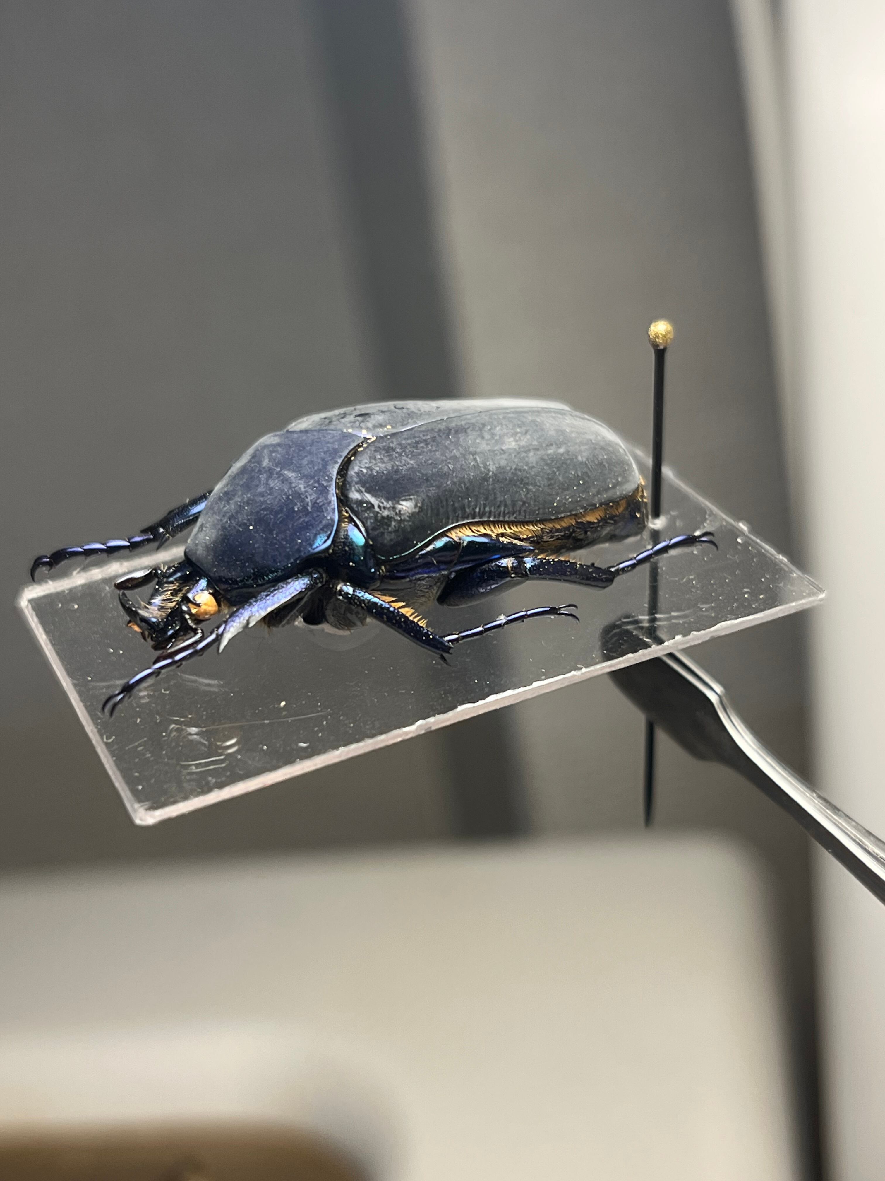 透明台紙】体裏がメタリックなイバライコツノヒシムネハナムグリ 標本