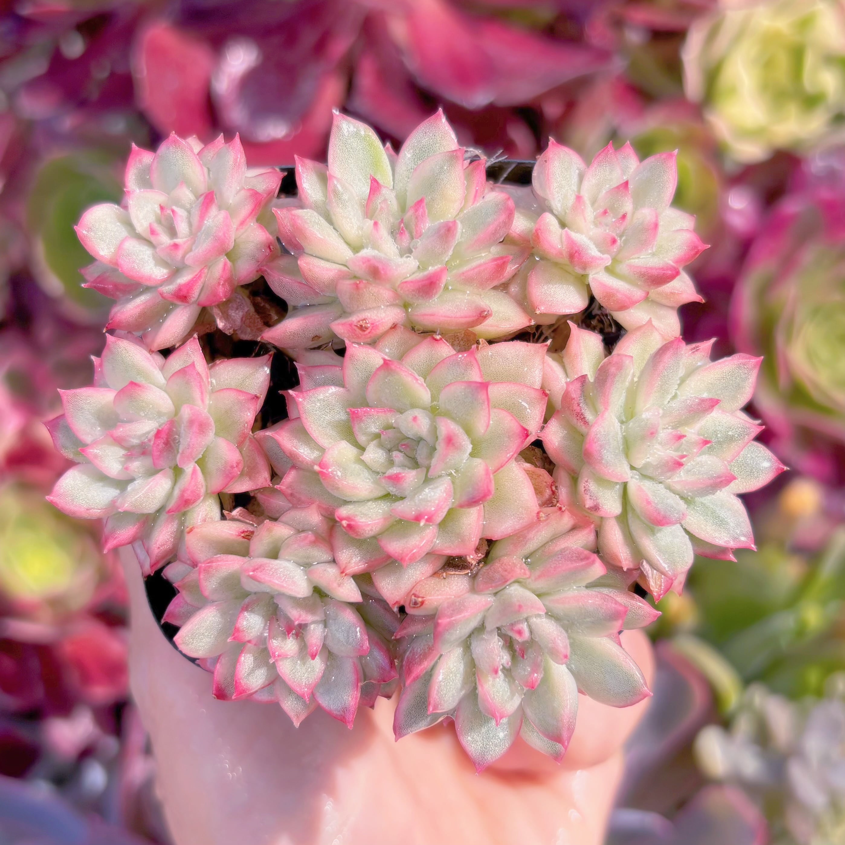 現品　Maibina#F238　群生　るる農園