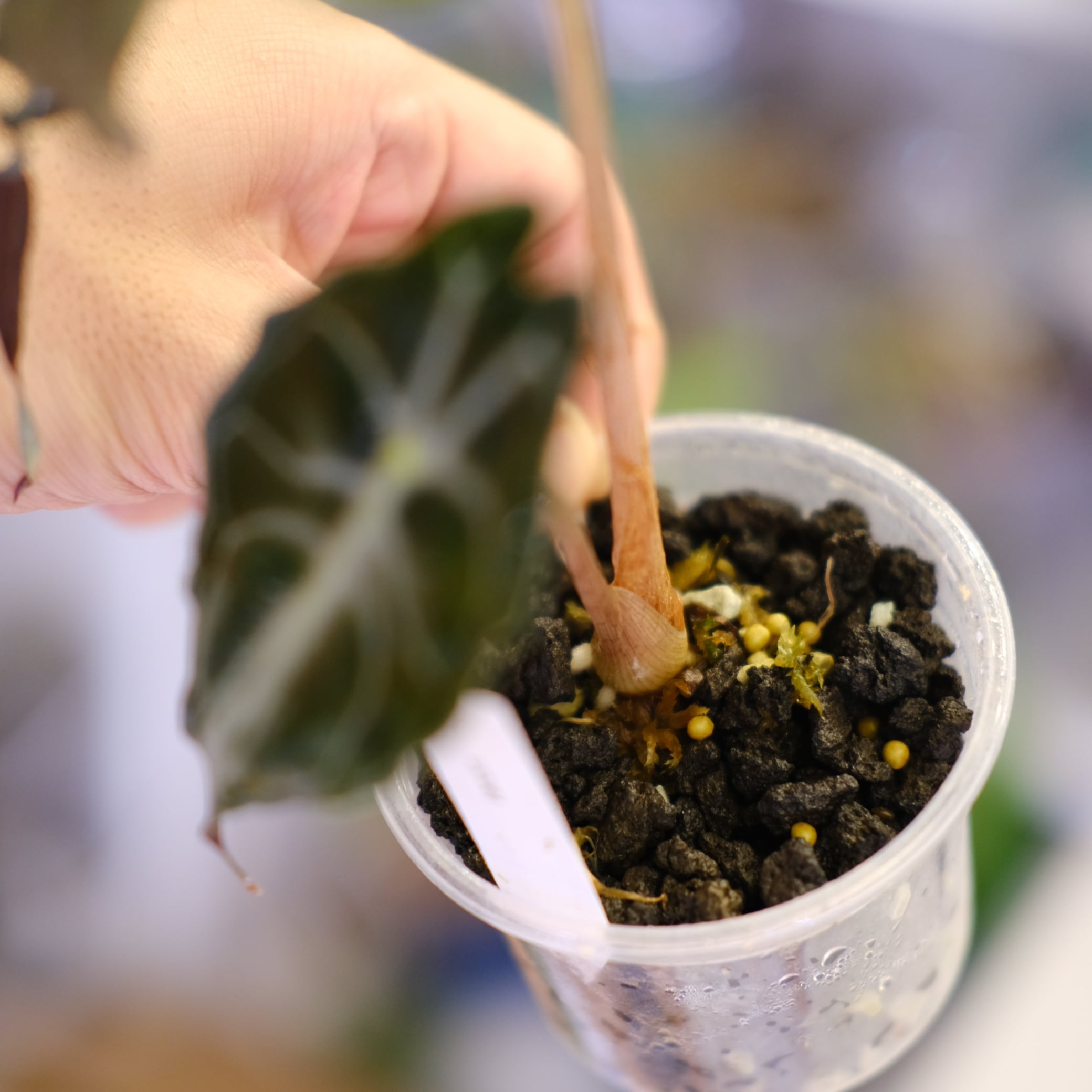 Alocasia 'Venom'│アロカシア・ヴェノム⑥│観葉植物 | tokyoplants