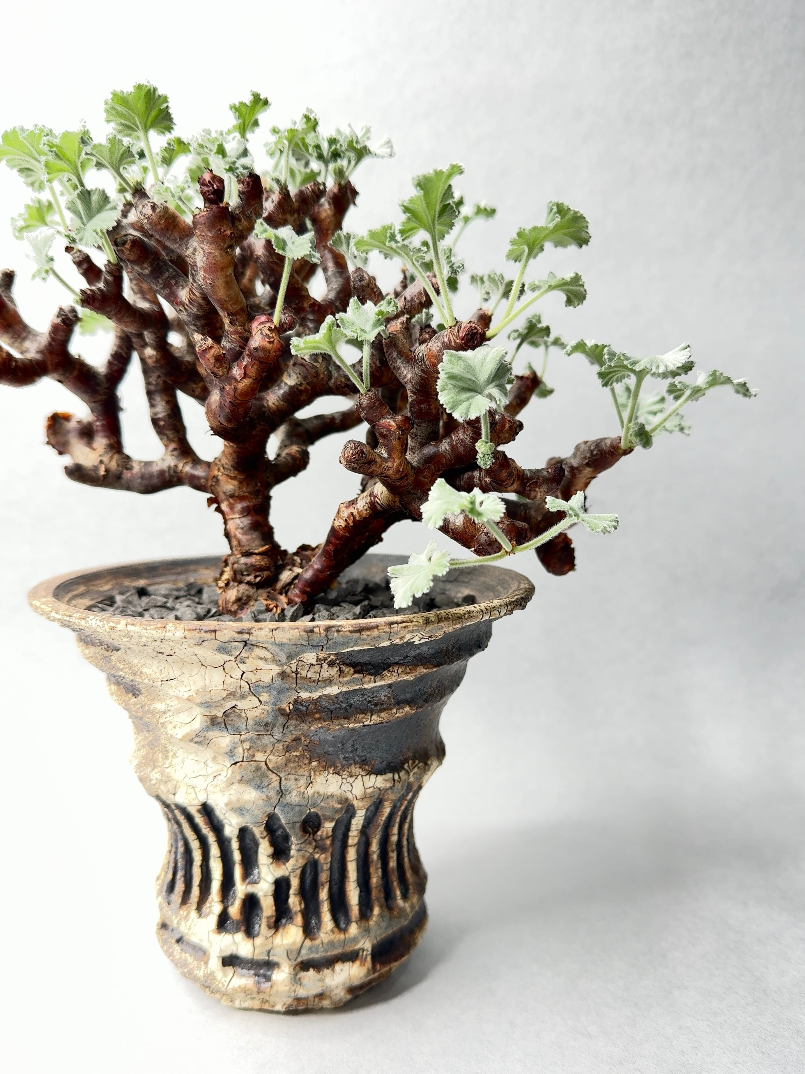 ペラルゴニウム　ミラビレ×valiem ペラルゴニウム・ミラビレ | trigger