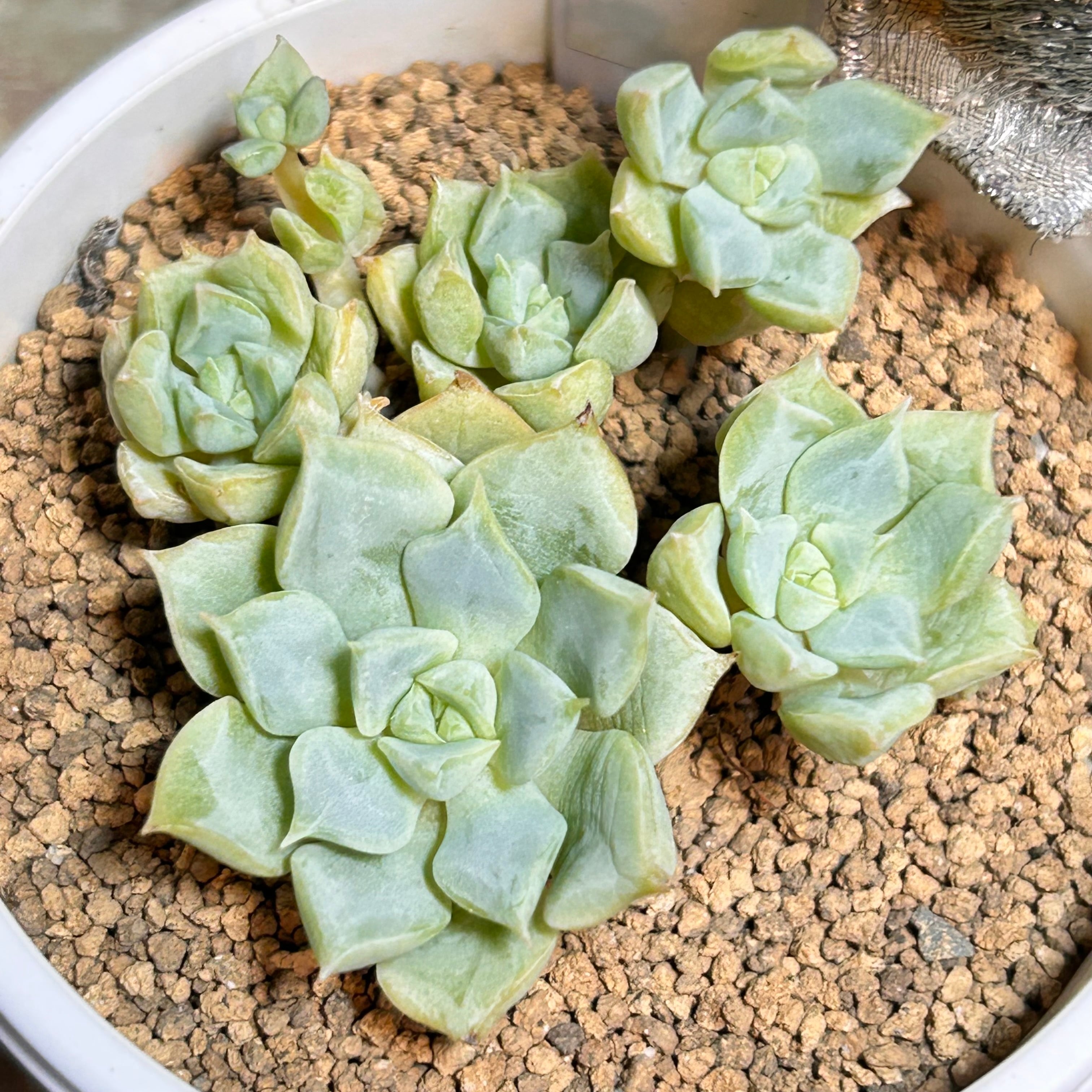 T)キャラメルスプライト | RuPo 多肉植物専門店