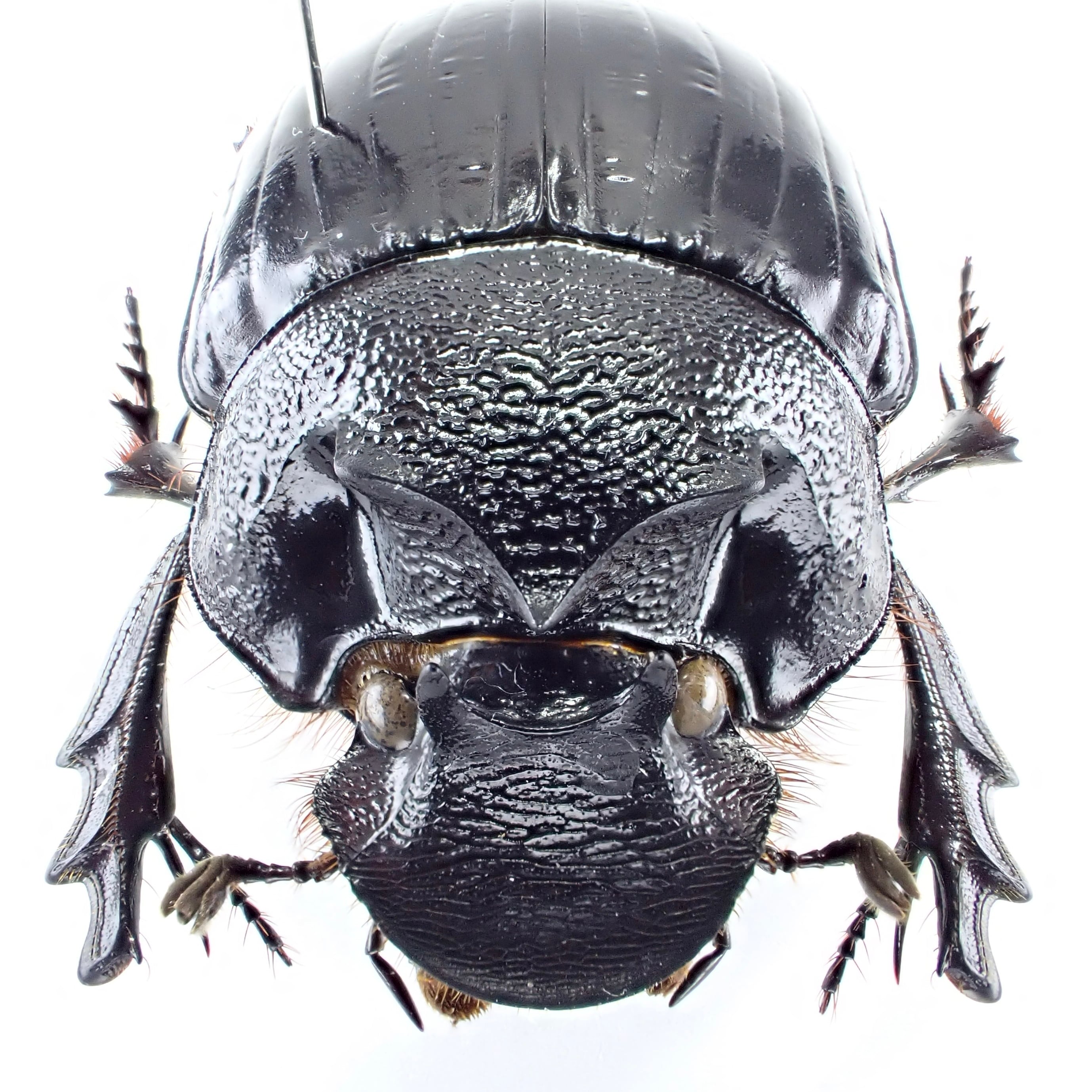 ケニア産 Heliocopris werneri ♂♀ 34mm/35mm | 昆虫標本 Diggers