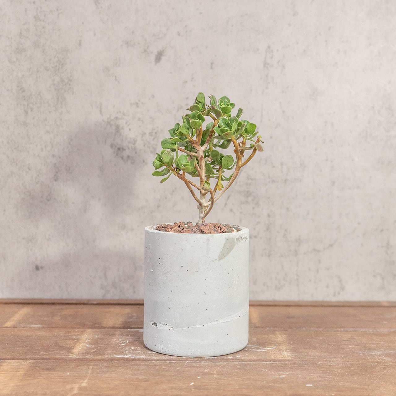 アエオニウム・チョコチップ|幹立ち姿が可愛いミニツリーのような多肉【手作りモルタル鉢仕立て】