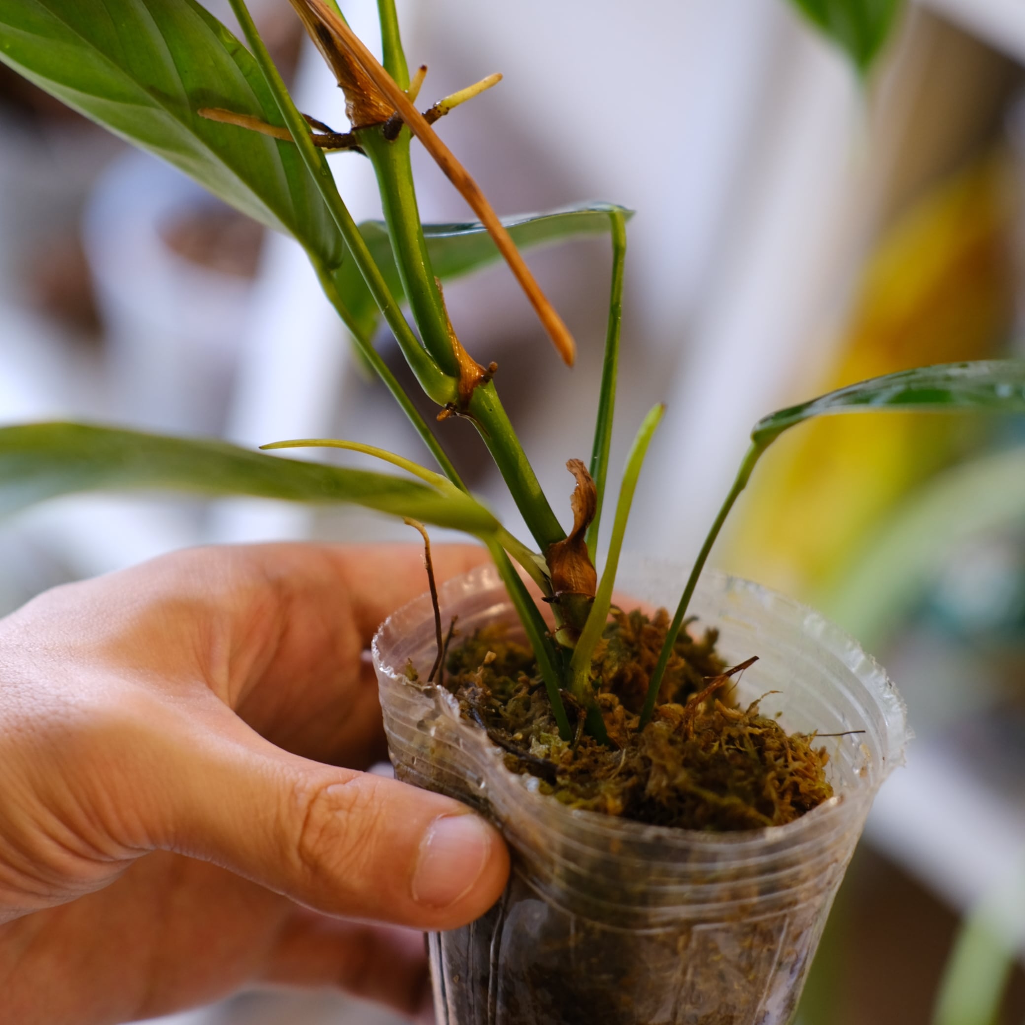 Philodendron heterocraspedon｜フィロデンドロン・ヘテロクラペドン