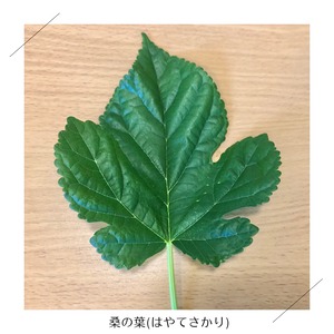【11月5日（木）21時より受付開始】＜木曜日に収穫・発送＞【小さいサイズ】季節のお野菜セット