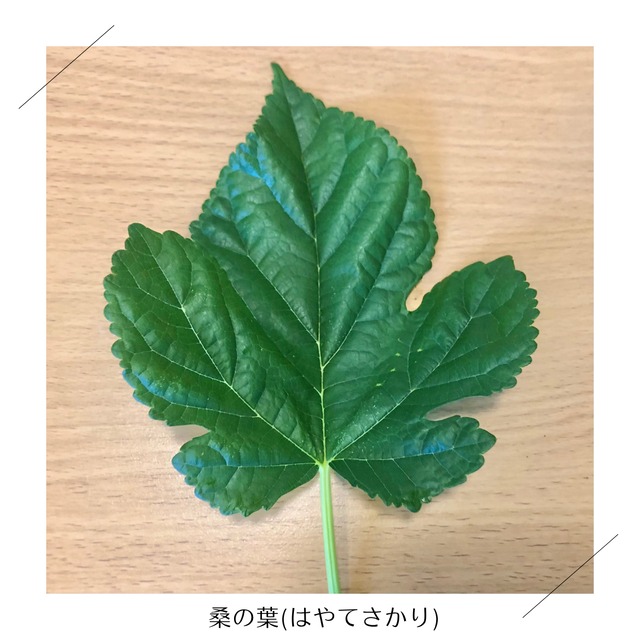 【11月5日（木）21時より受付開始】＜木曜日に収穫・発送＞【小さいサイズ】季節のお野菜セット