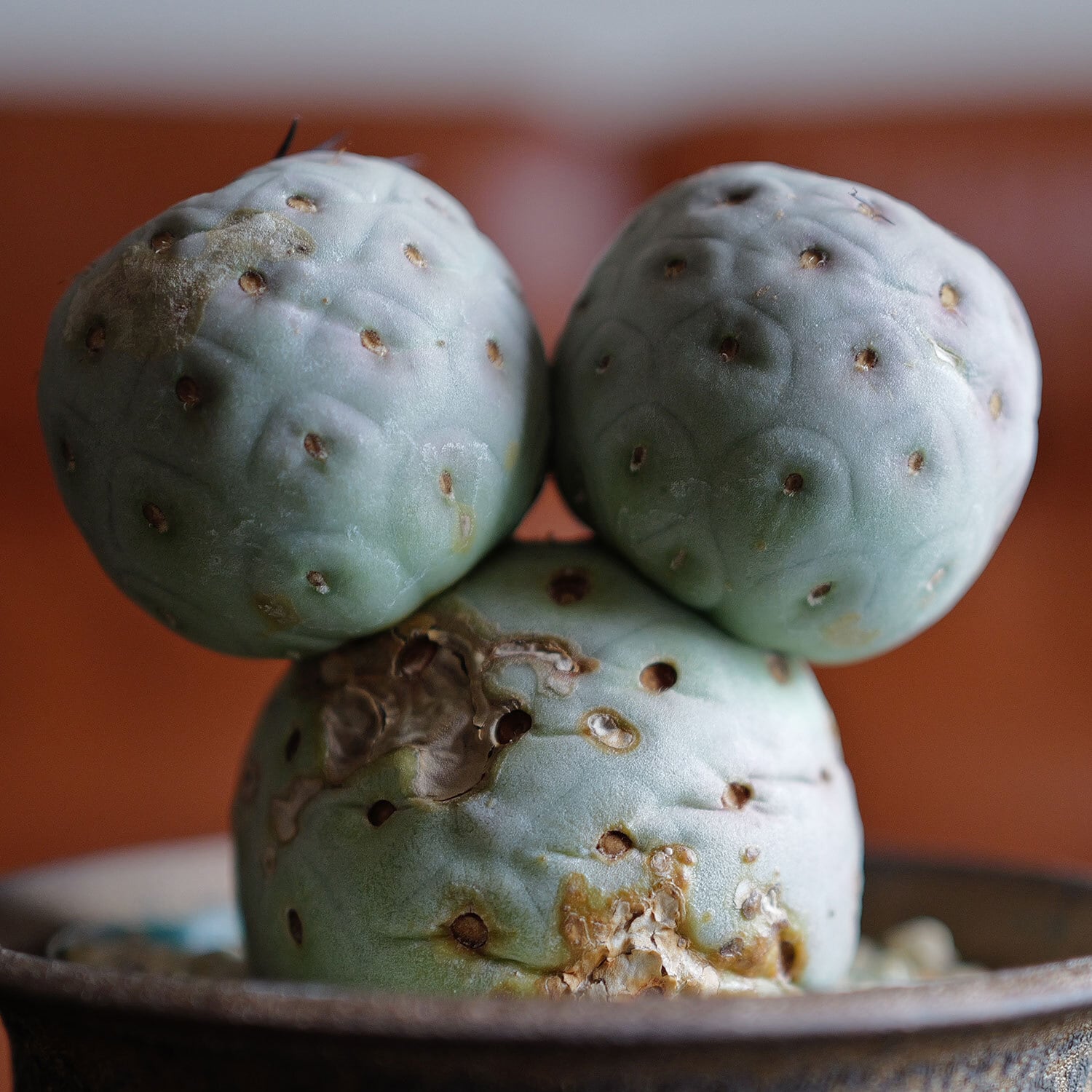 テフロカクタス ゲオメトリクス -Tephrocactus | LIGHTHOUSE.PLANTS