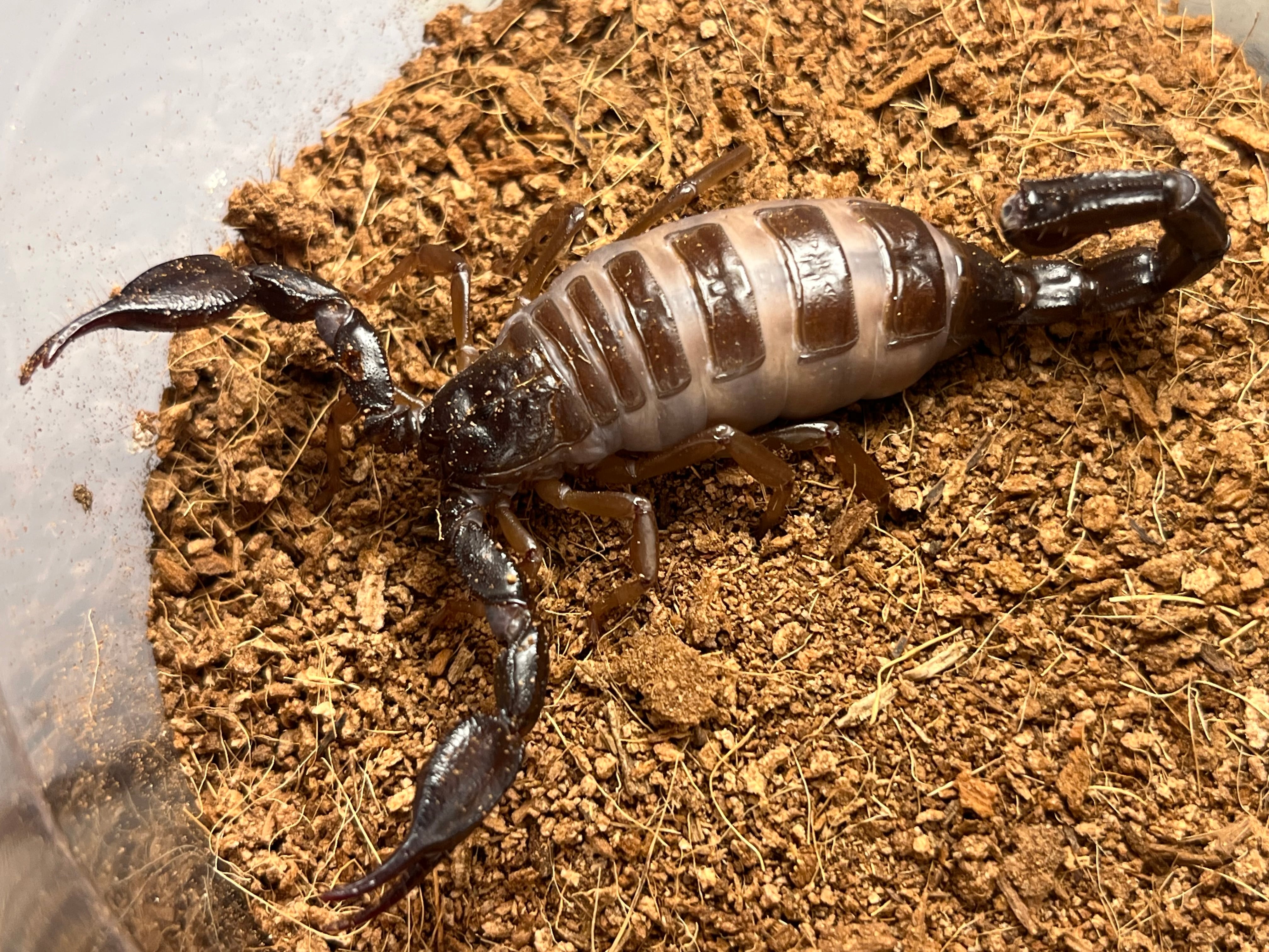 サソリ | オモニキチュウ