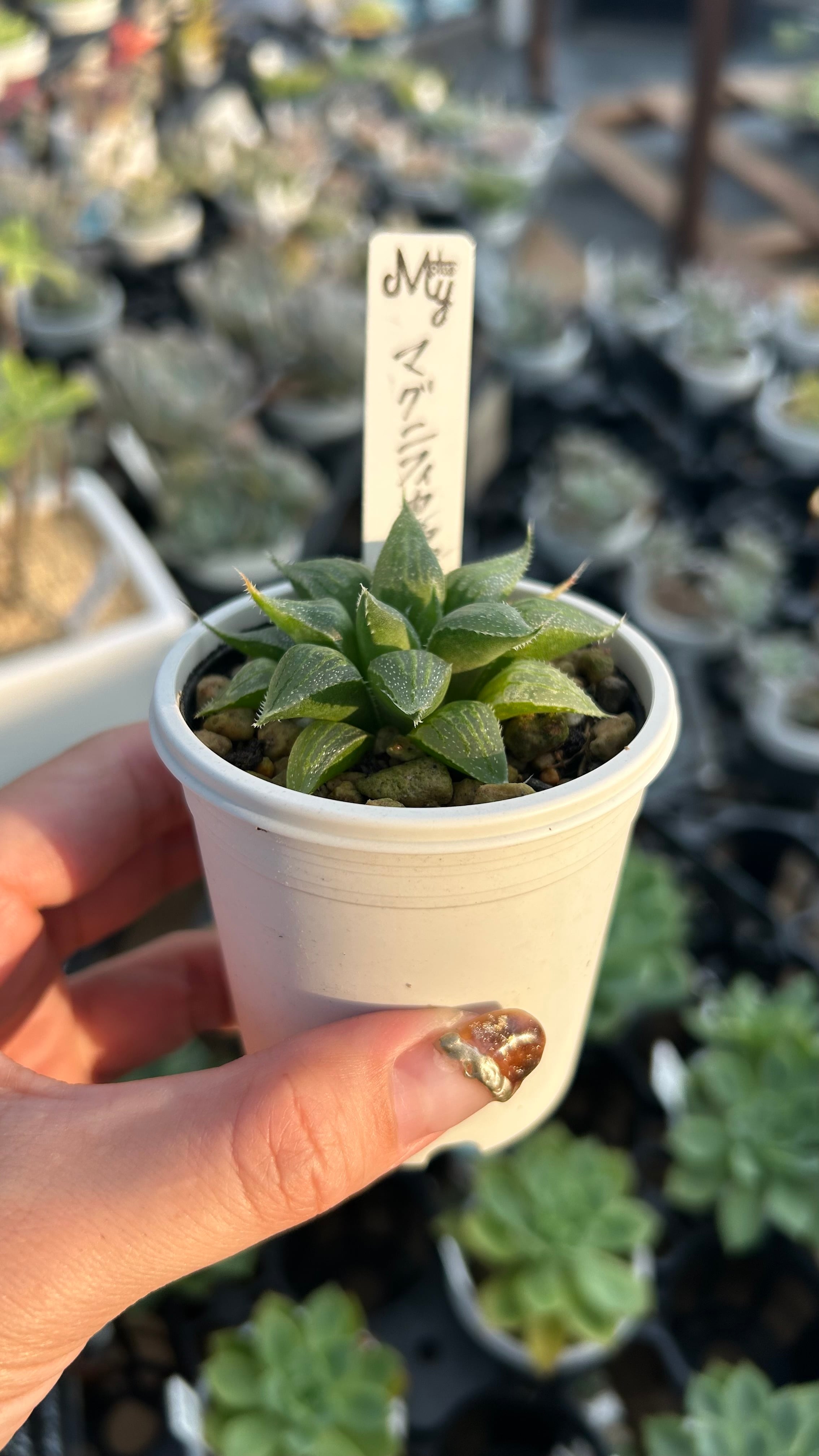 マグニフィカ錦 多肉植物 ハオルチア 安心の生産ポットそのまま販売 マグニフィカ錦 多肉植物 ハオルチア 安心の生産ポットそのまま販売