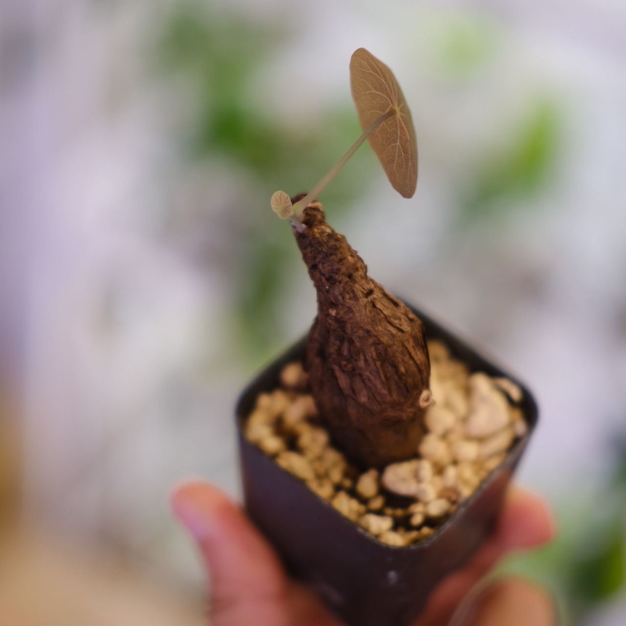 Stephania kaweesakii / ステファニア カウィーサキー㊱/ 観葉植物