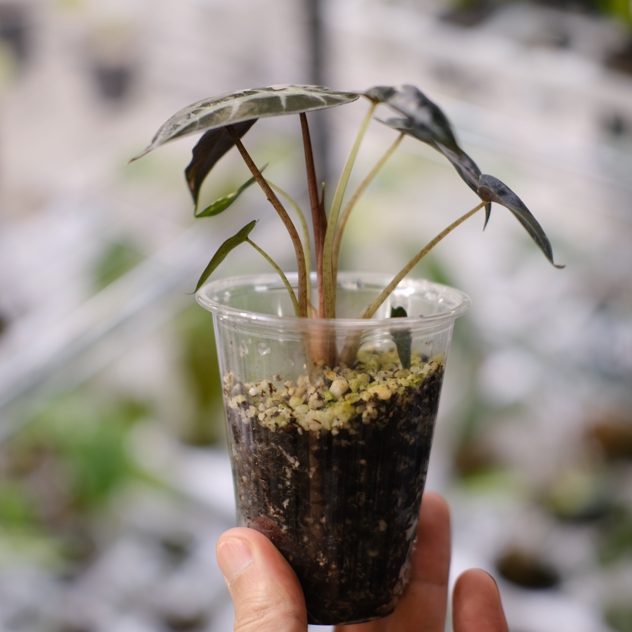 アロカシア バンビーノ ピンク/ Alocasia bambino Pink⑦│観葉植物