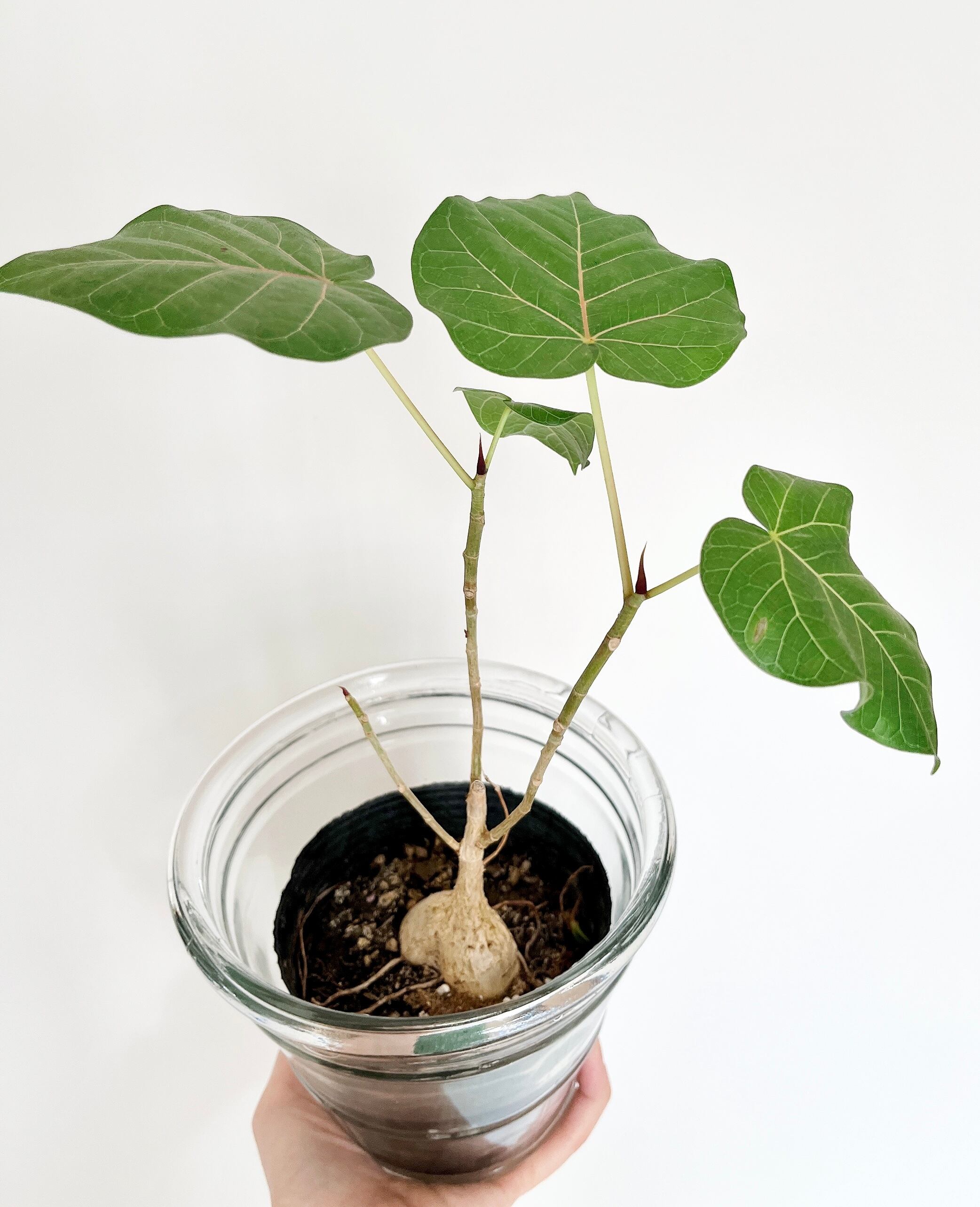 現品発送 希少 観葉植物 室内 フィカス ペティオラリス 実生 赤ウンベラータ Calmcafe