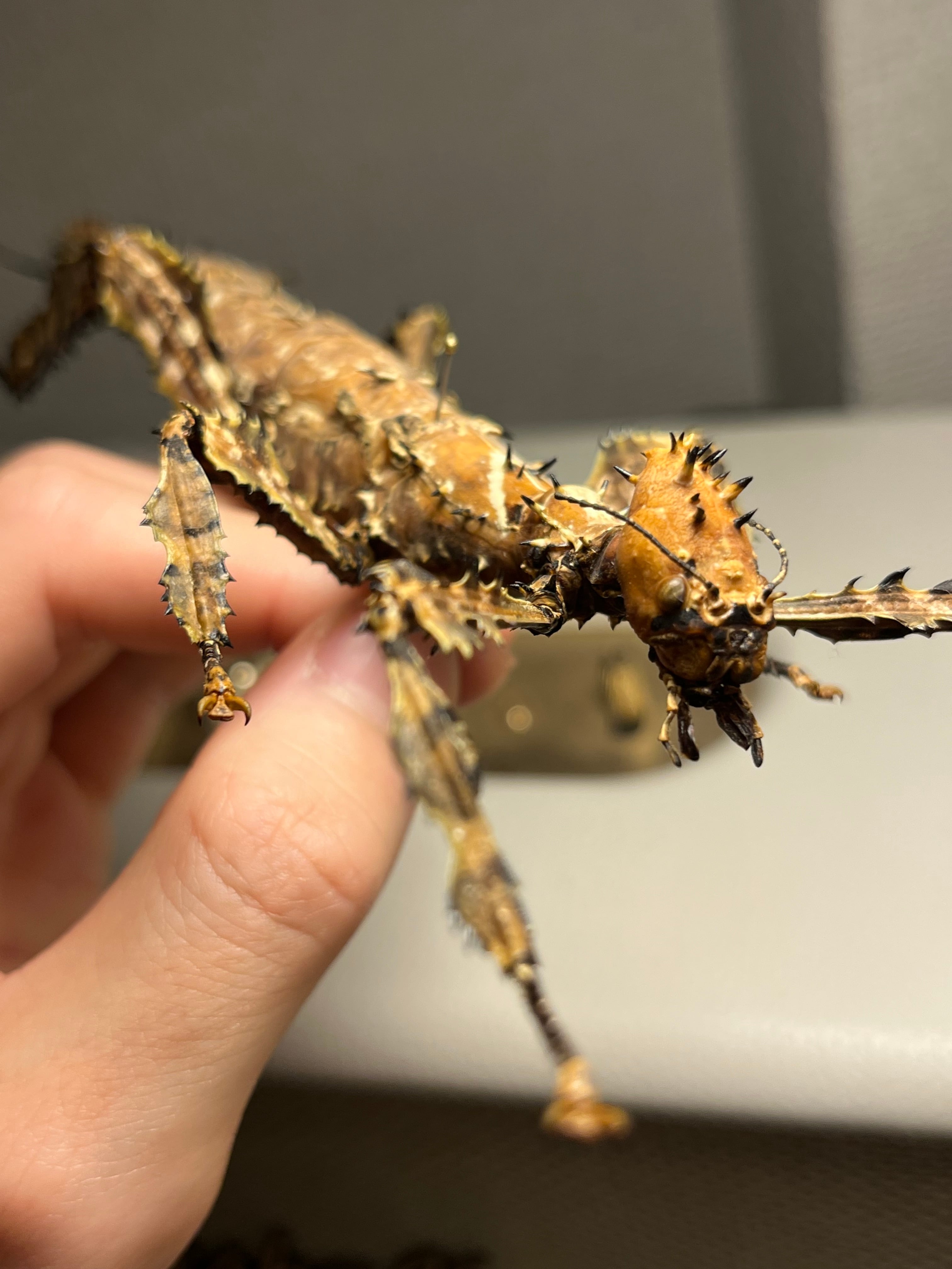 極BIG】ユウレイヒレアシナナフシの昆虫標本 Extatosoma popa