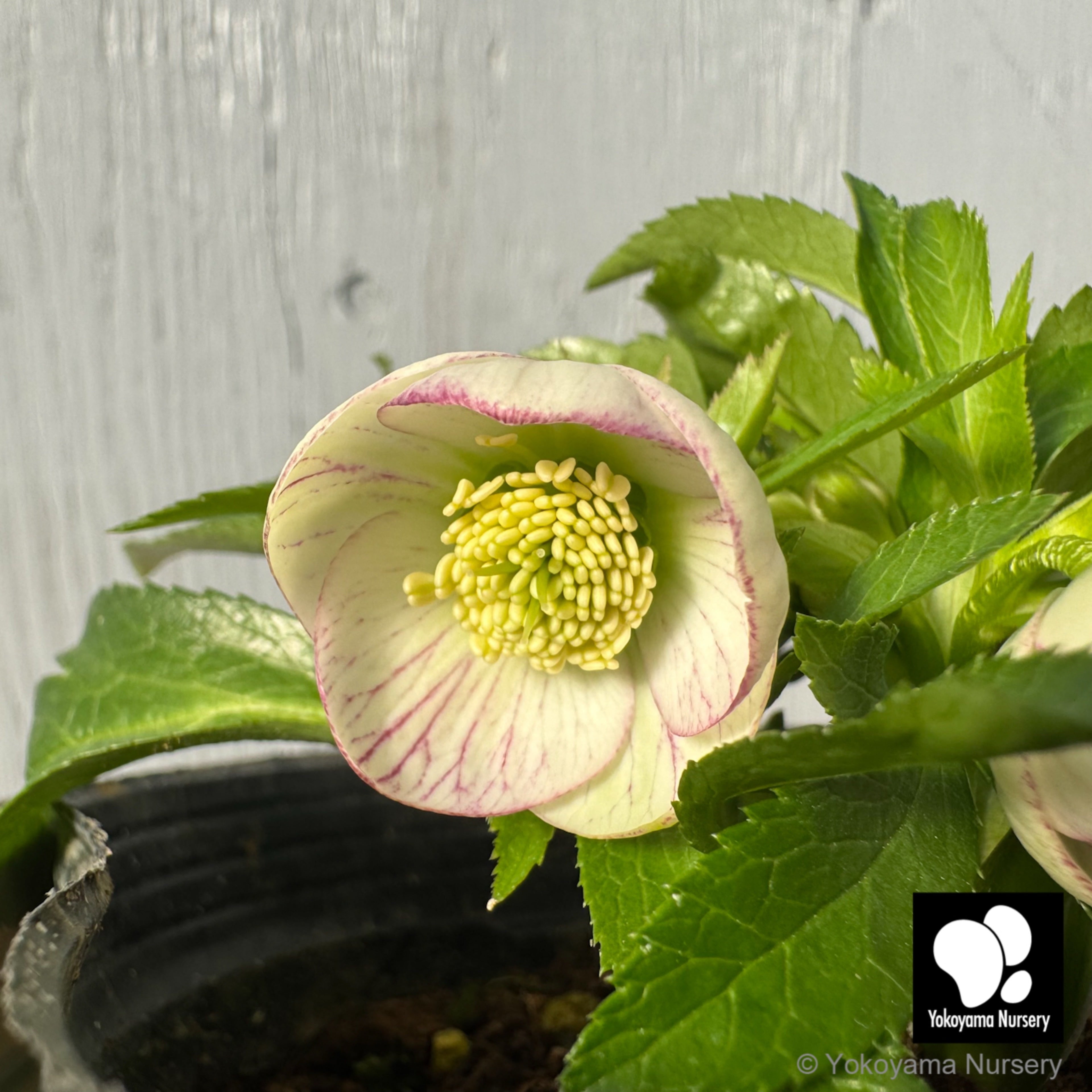 Noritake★エンボス★鳥・草花・蝶★ローゼンタール風★フラワーベース★美品 抽選販売】［7］ クリスマスローズ プチドール ホワイト ピコティー