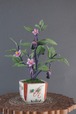 盆栽 茄子 Eggplant Bonsai #73