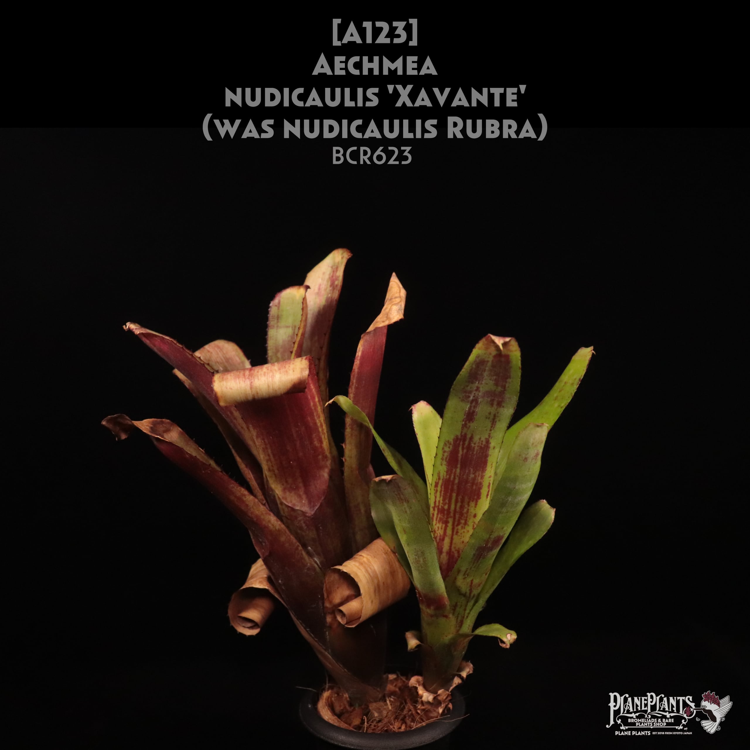 P. Willinckii cv. Sailor Mercury (OC) 【artPLANTs/PLANTS GARAGE