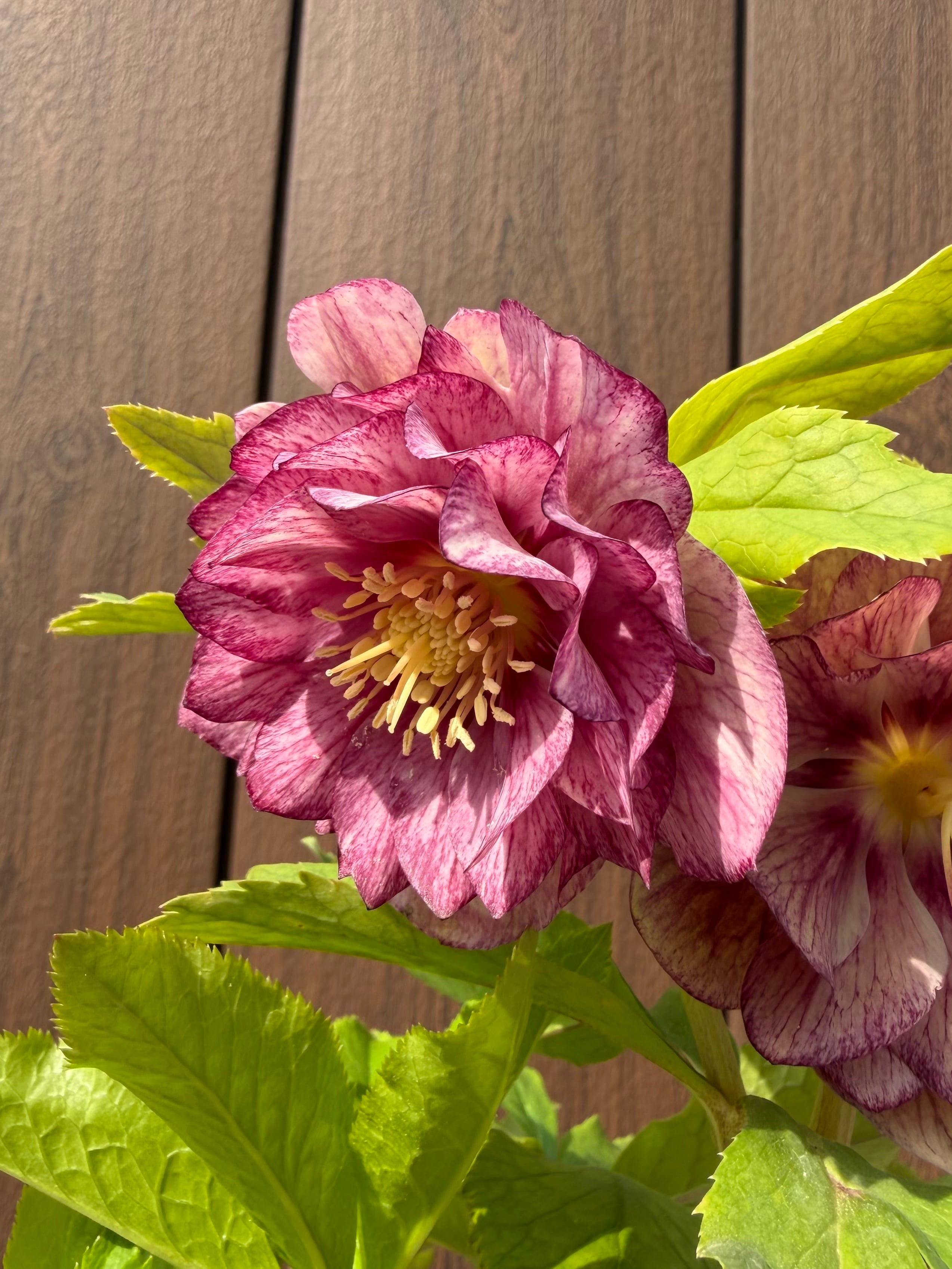 絣ピンクグラデーションdd 加藤農園 クリスマスローズ【Ka02】送料無料