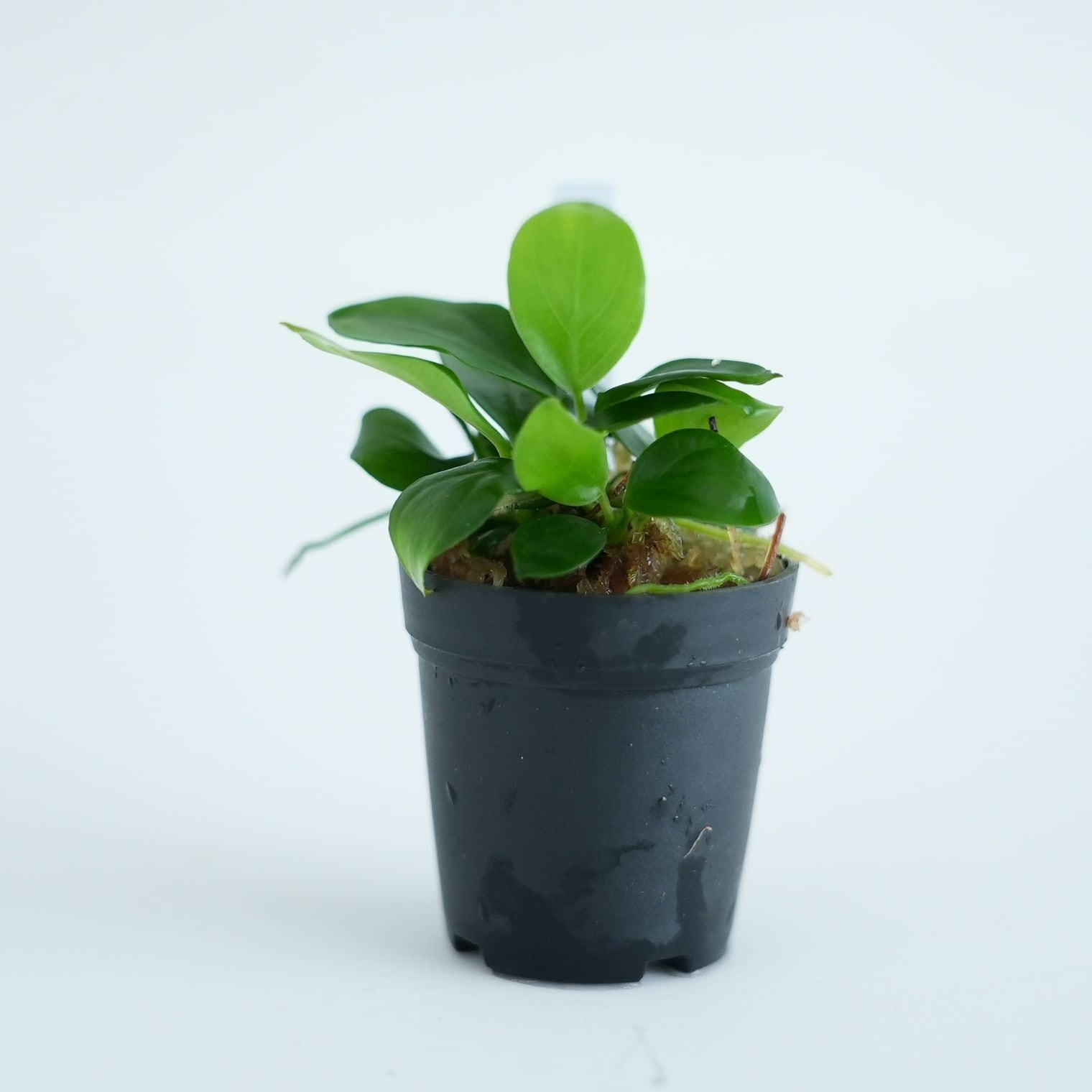 アヌビアス・ナナ ”ミニ” 苔テラリウム作製用素材◇アクアテラリウムや