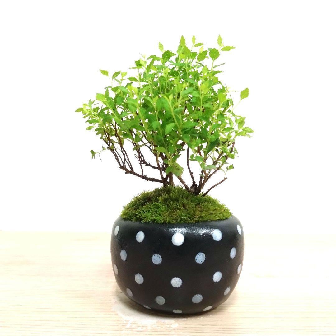 POTOCO 八房下野 シモツケ 観葉植物 陶器鉢 盆栽 豆盆栽 苔玉 ギフト
