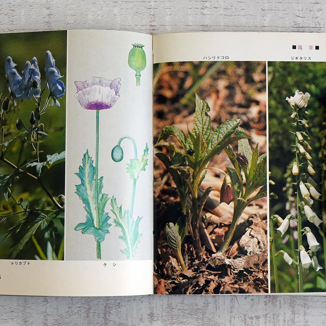 （山菜爺）留意　日本語foil4枚セット ファミリー焼肉セット 箱入|やまがきの通販